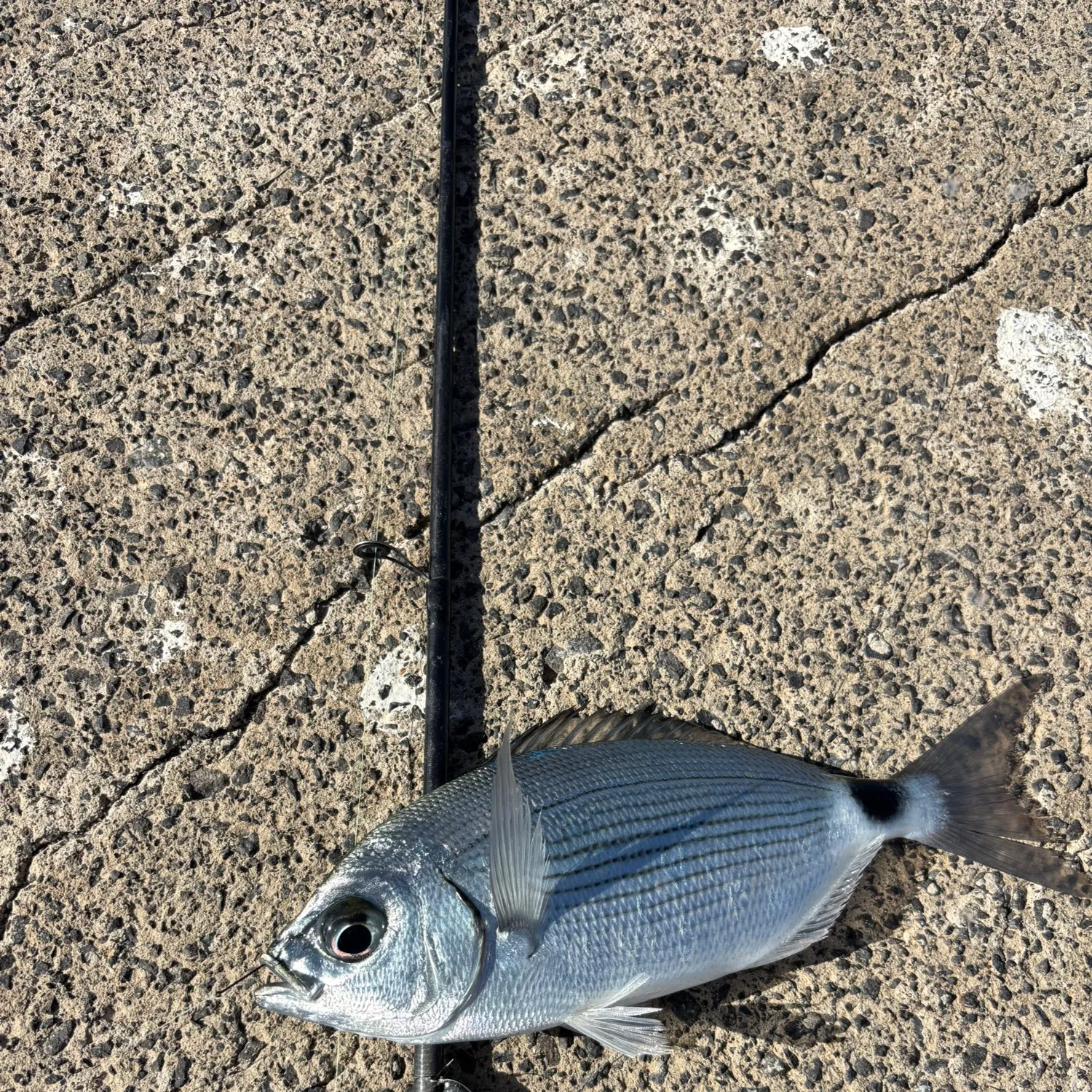 The most popular recent Saddled seabream catch on Fishbrain