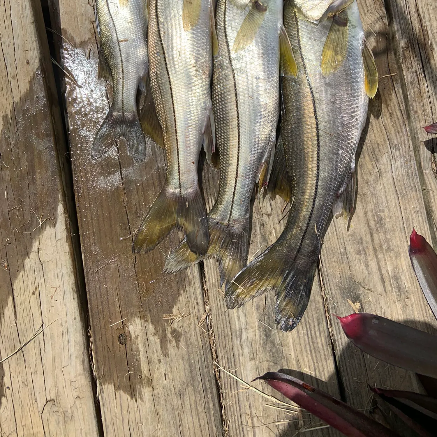 recently logged catches