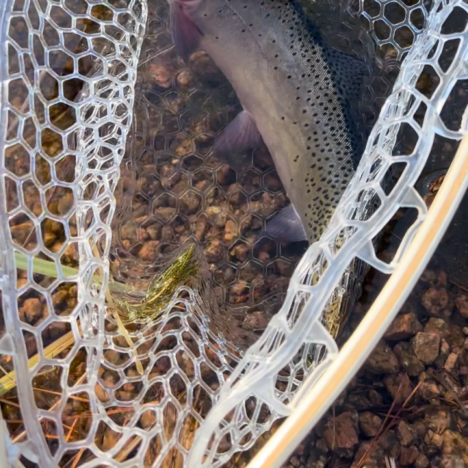 The most popular recent Colorado river cutthroat trout catch on Fishbrain