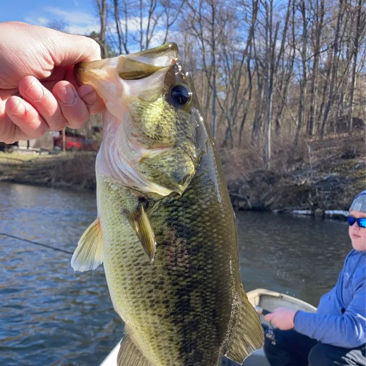 ᐅ Onderdonk Lake fishing reports🎣• Guilderland, NY (United States) fishing