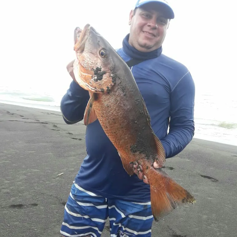 The most popular recent Jordan's snapper catch on Fishbrain