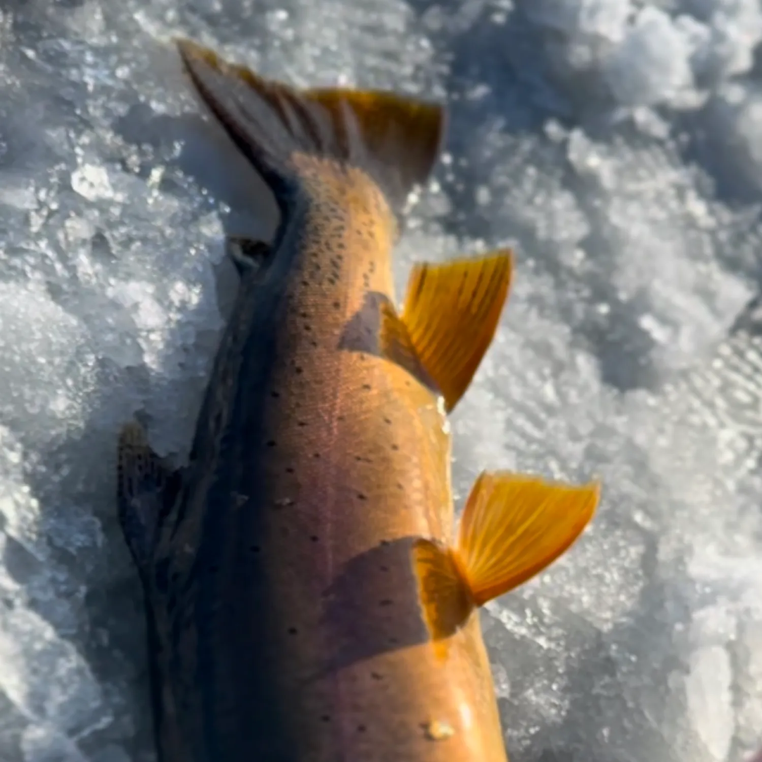 The most popular recent Yellowstone cutthroat trout catch on Fishbrain