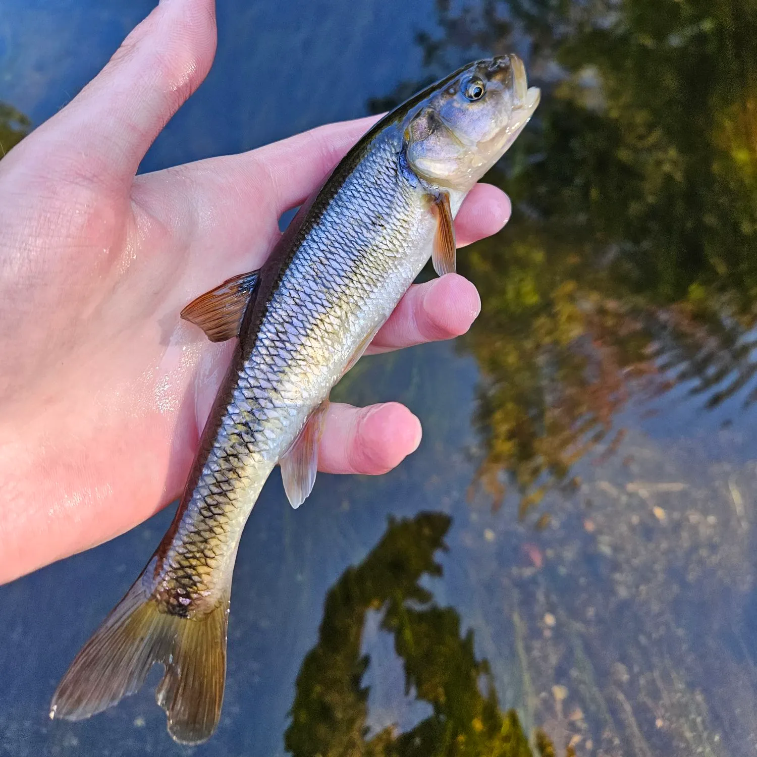 The most popular recent Striped shiner catch on Fishbrain