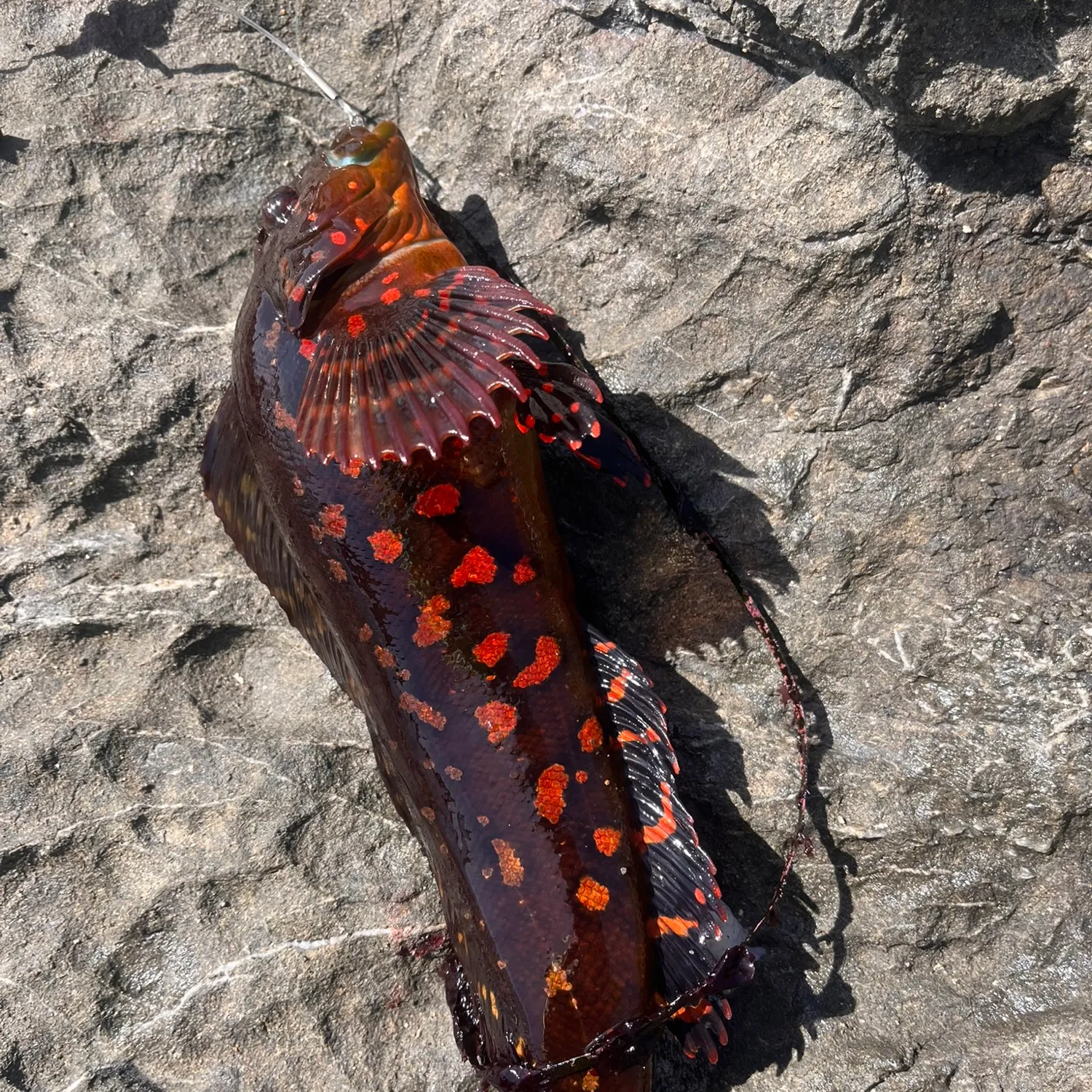 The most popular recent Rock greenling catch on Fishbrain