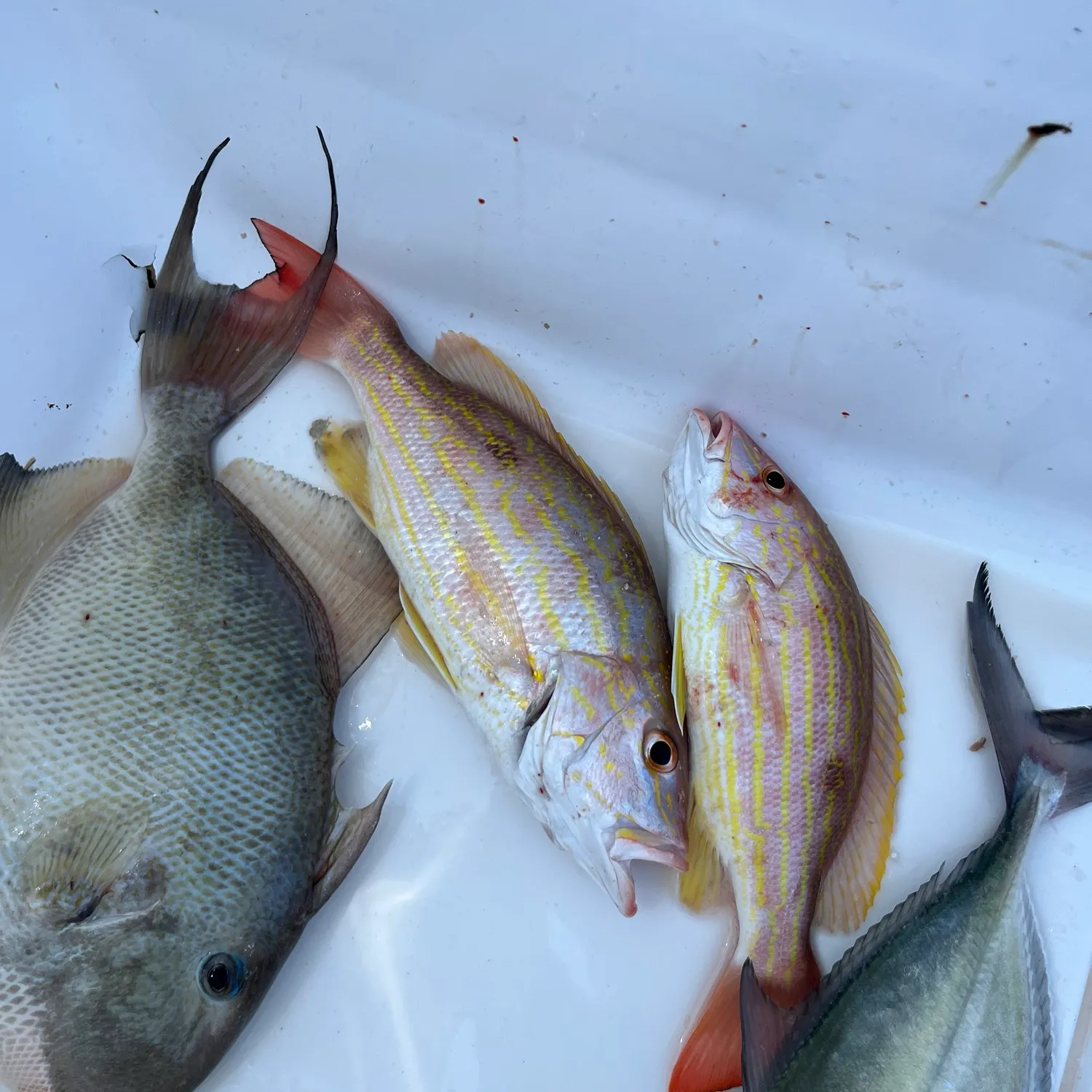 recently logged catches