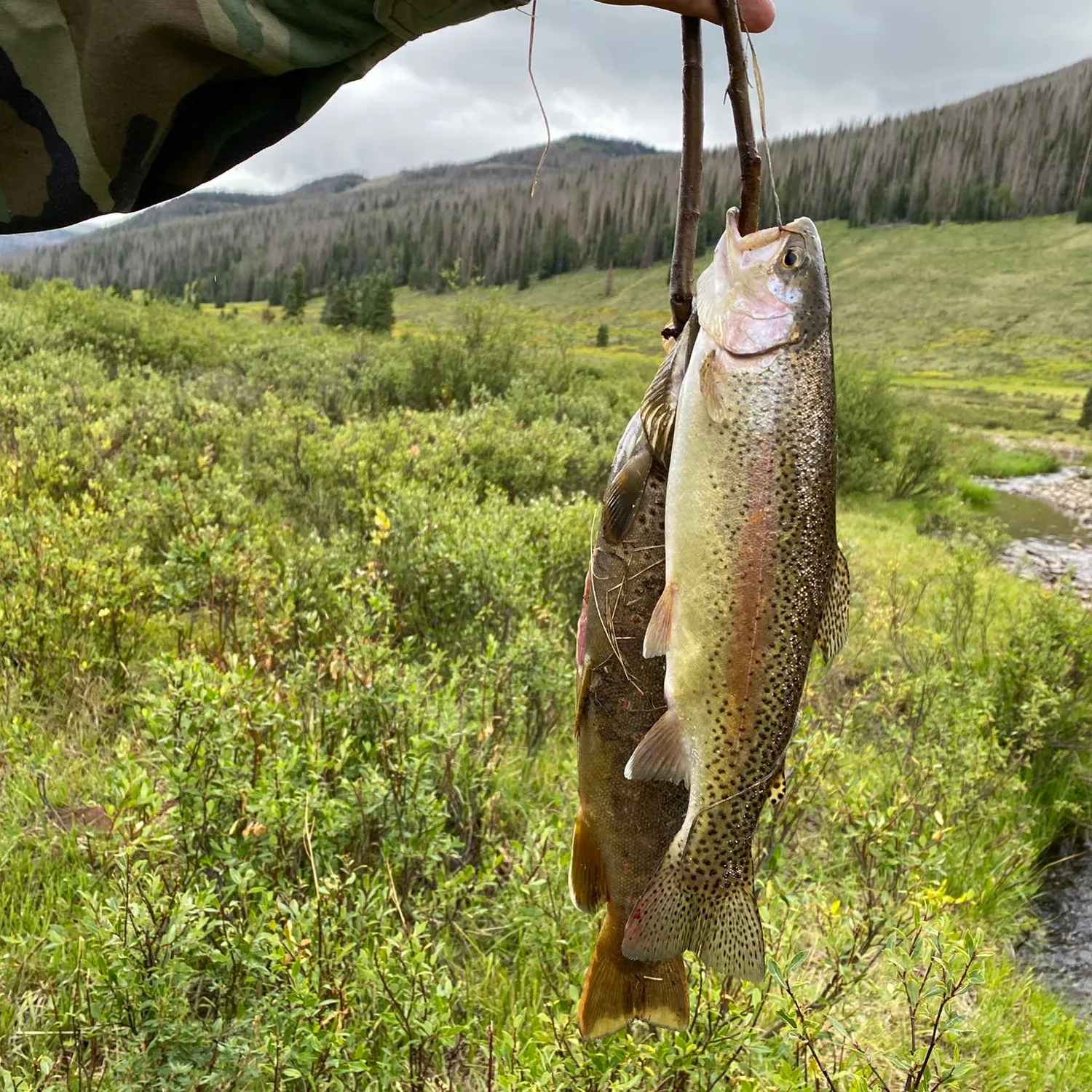 recently logged catches