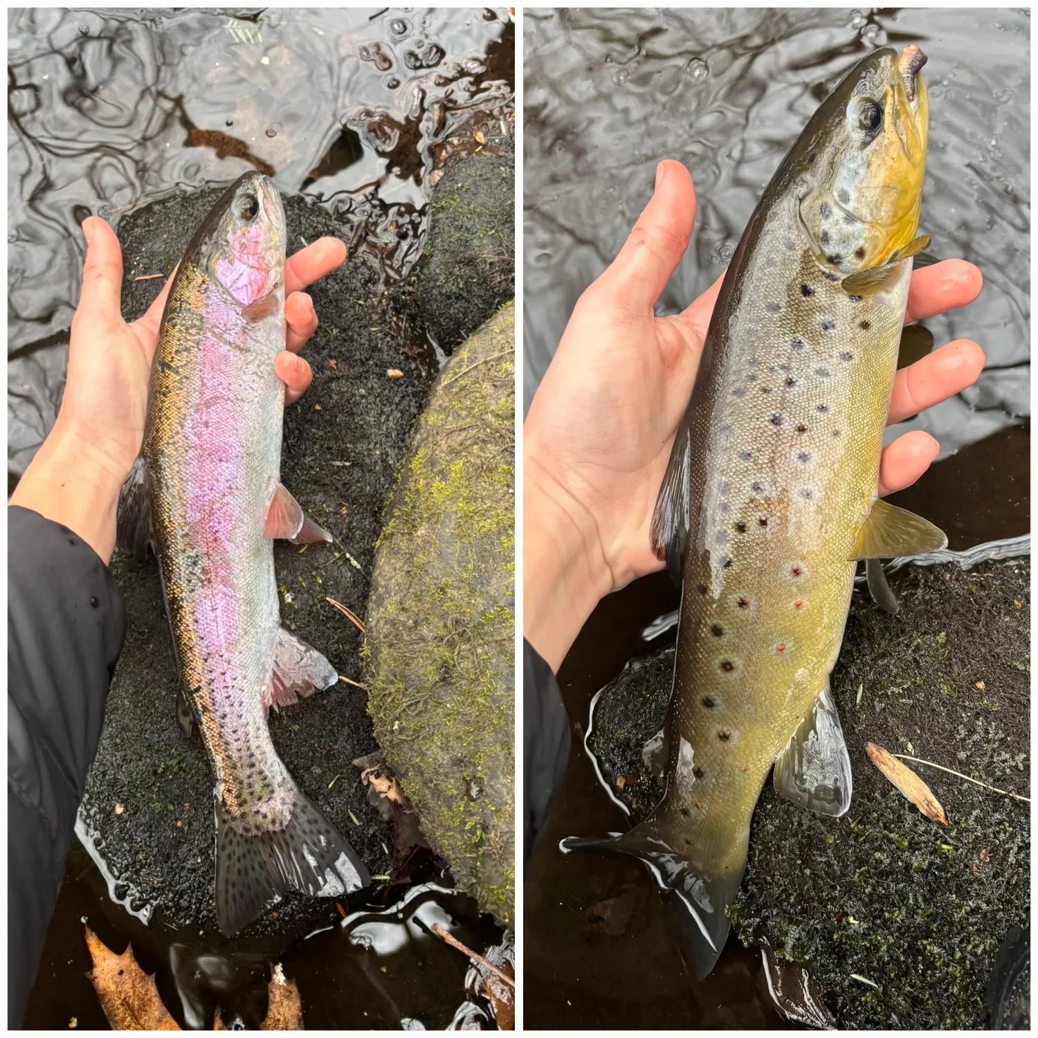 recently logged catches