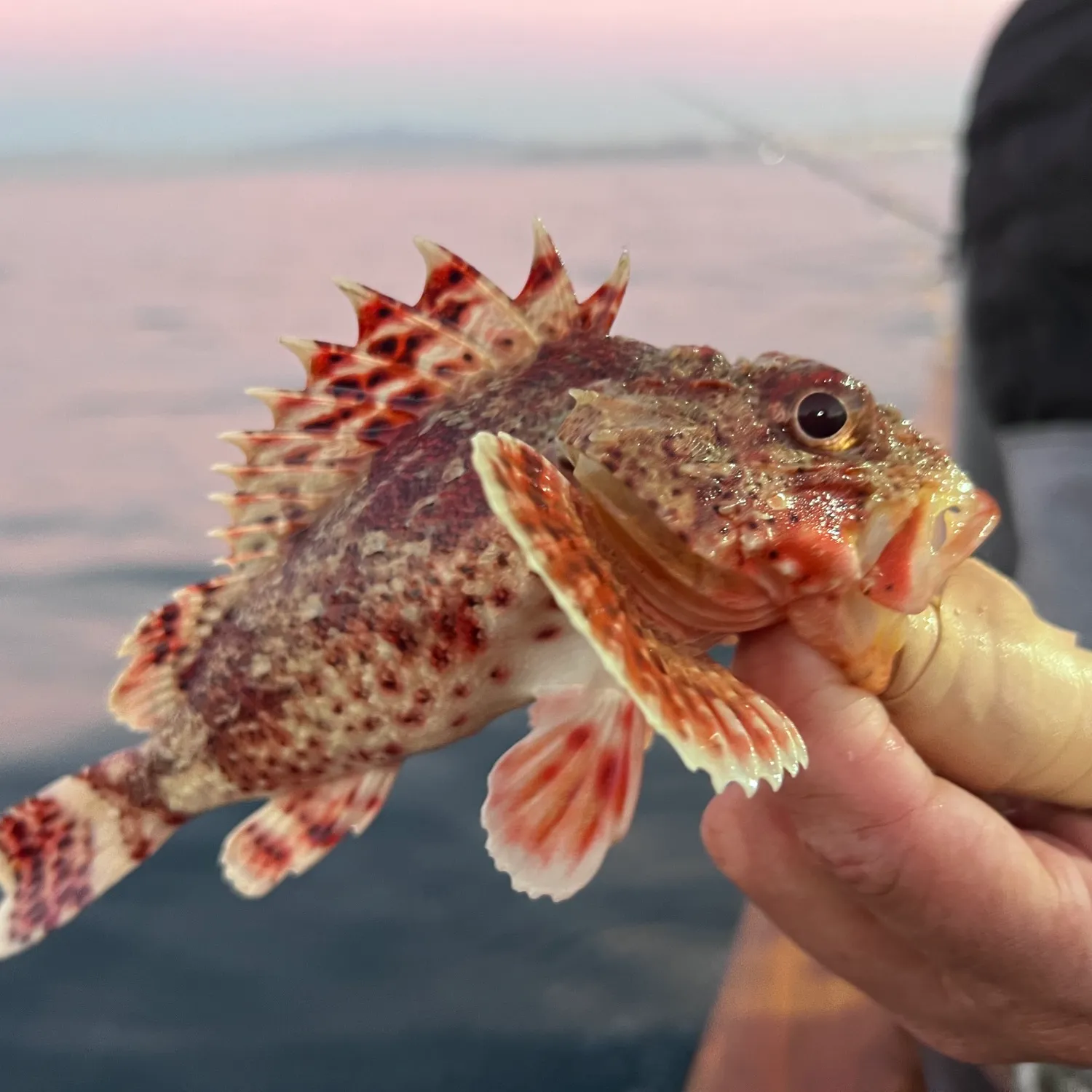 The most popular recent Spinyhead sculpin catch on Fishbrain