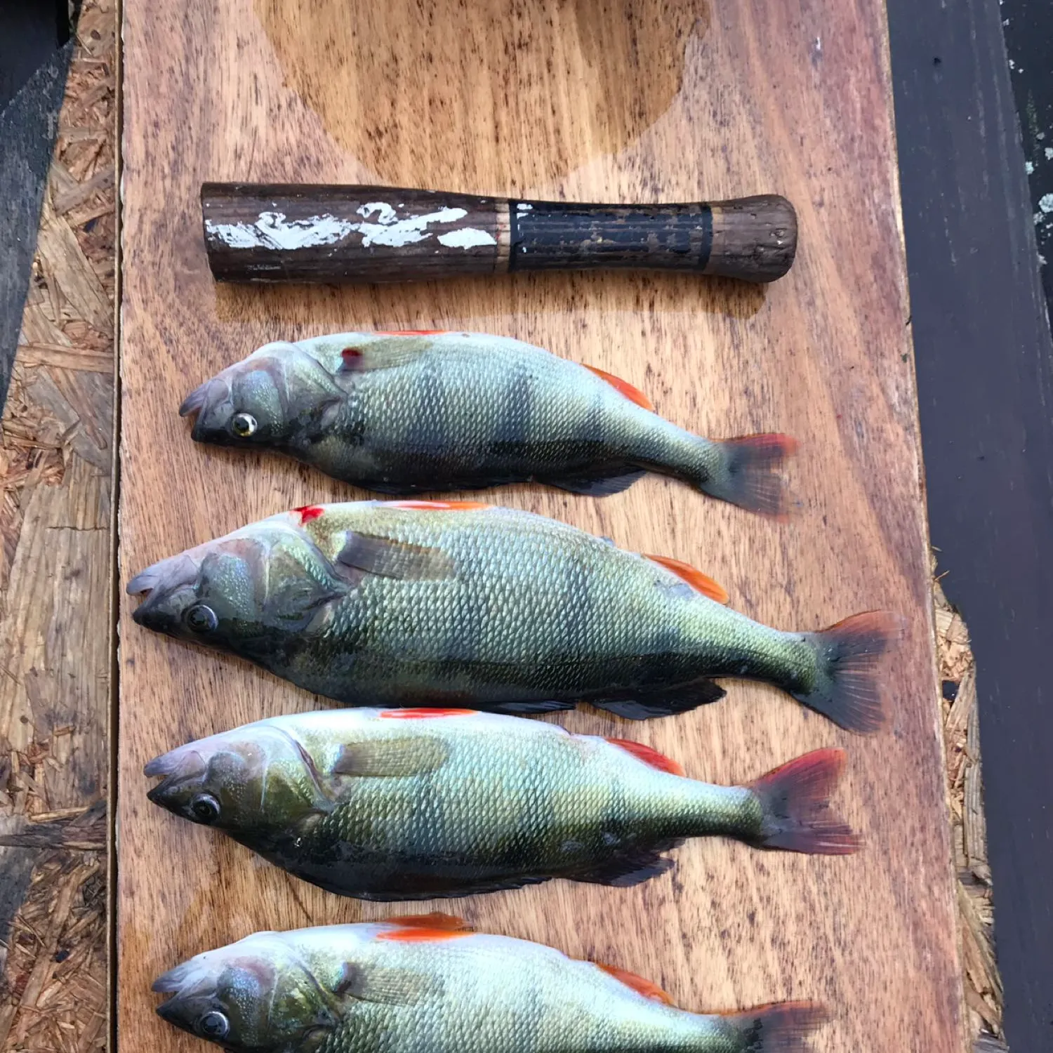 recently logged catches