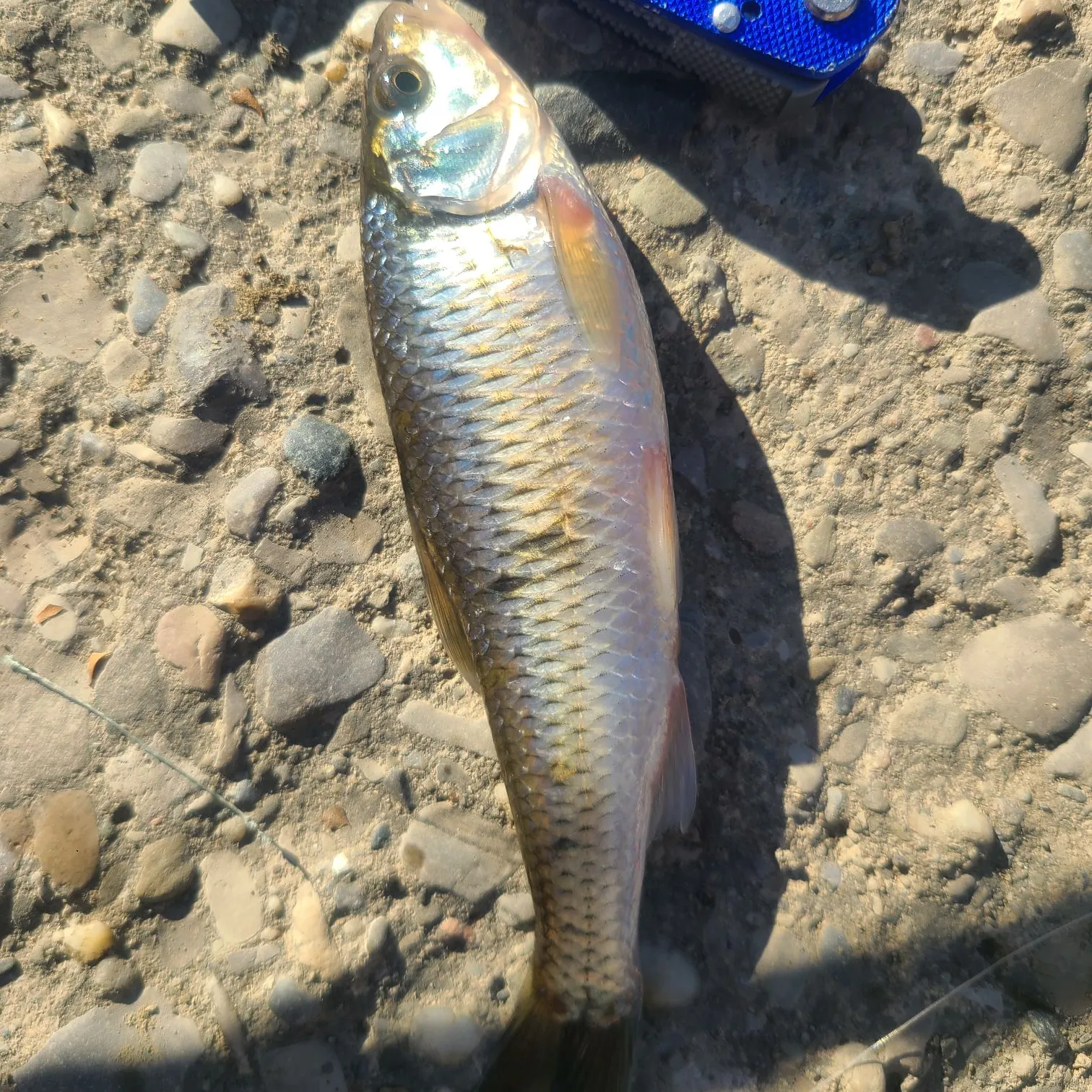 The most popular recent Striped shiner catch on Fishbrain