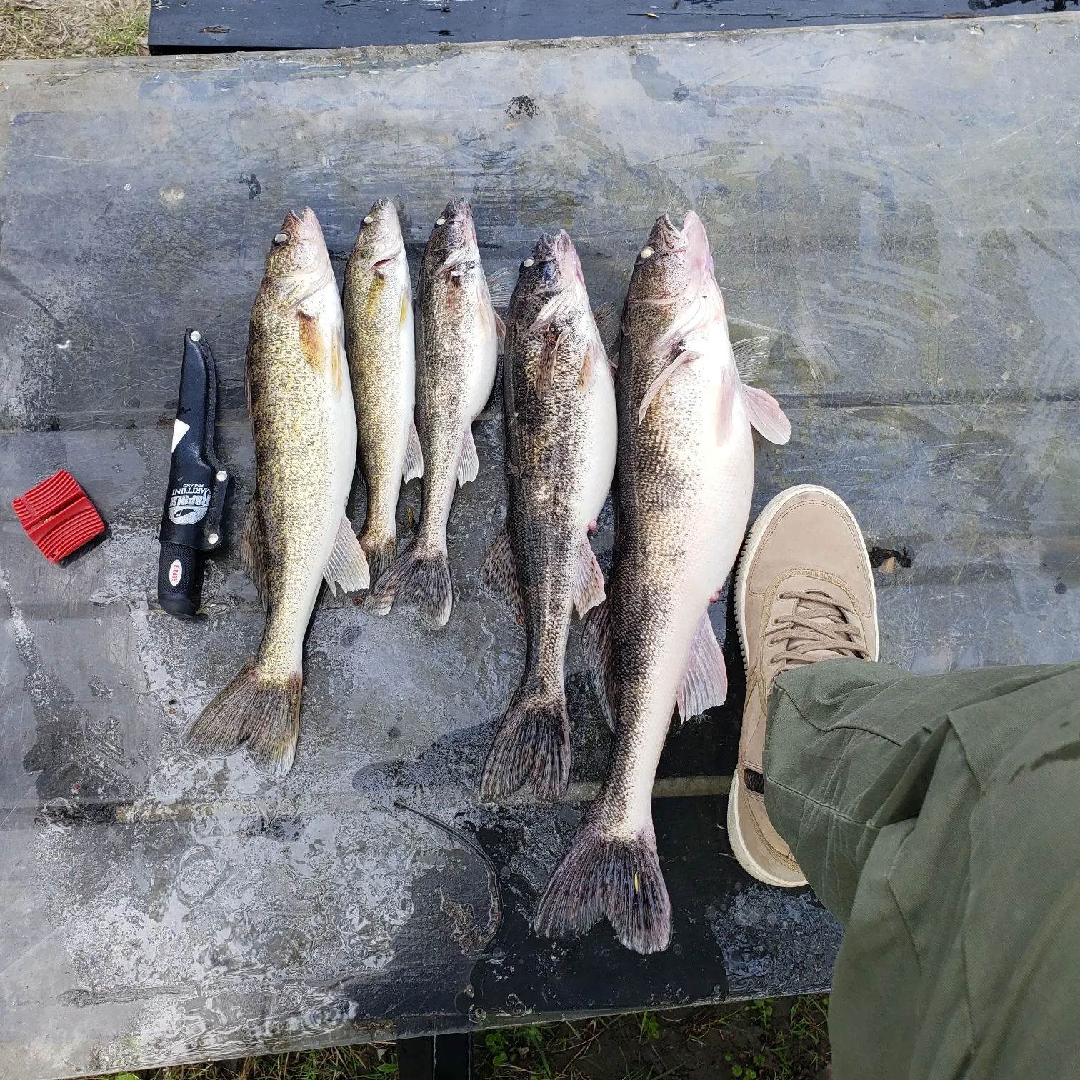 recently logged catches