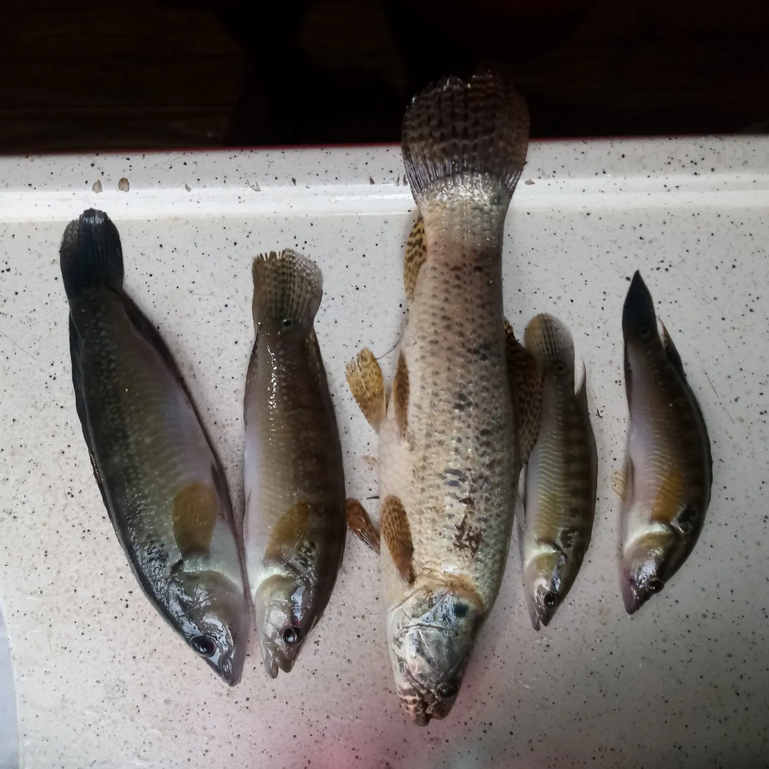 recently logged catches