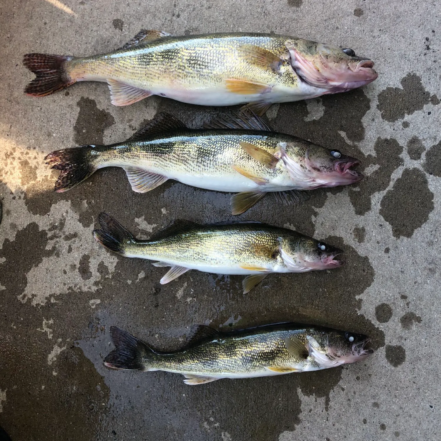 recently logged catches