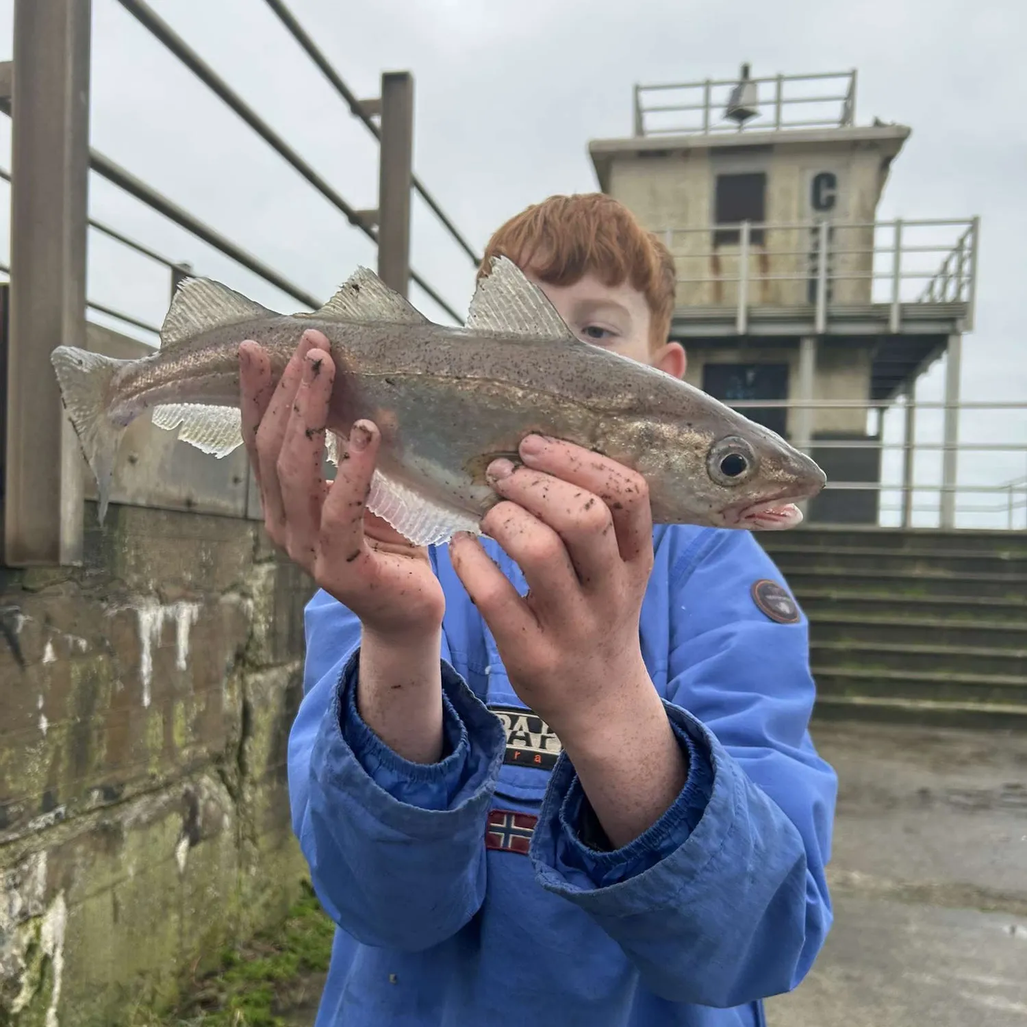 The most popular recent Whiting catch on Fishbrain