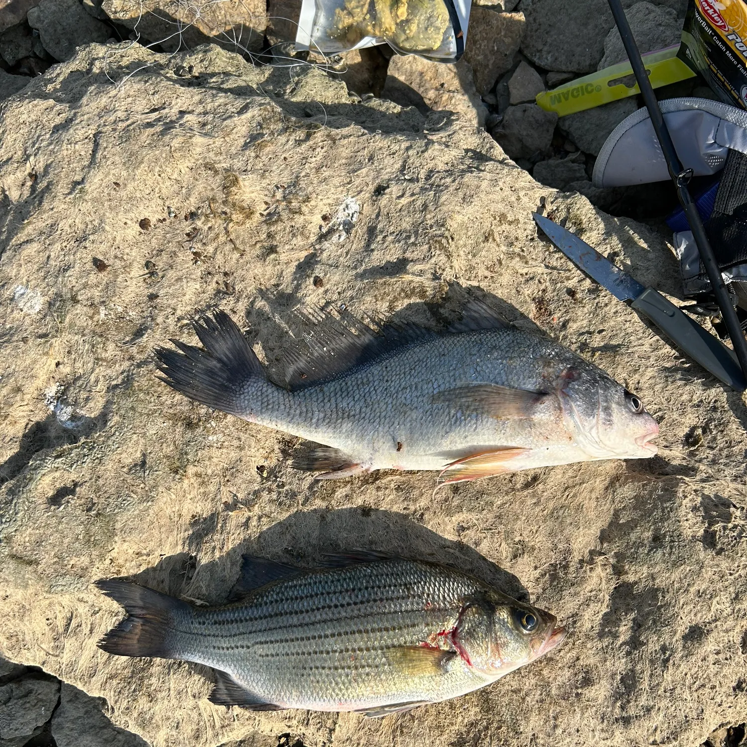 recently logged catches