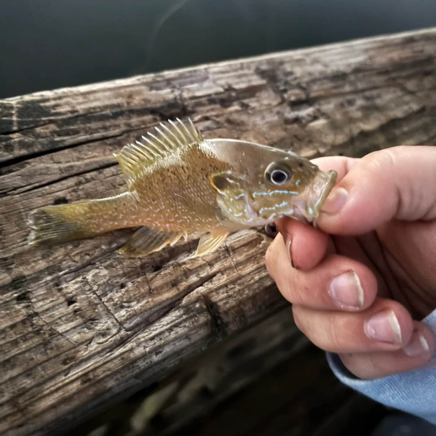 The most popular recent Warmouth x bluegill catch on Fishbrain