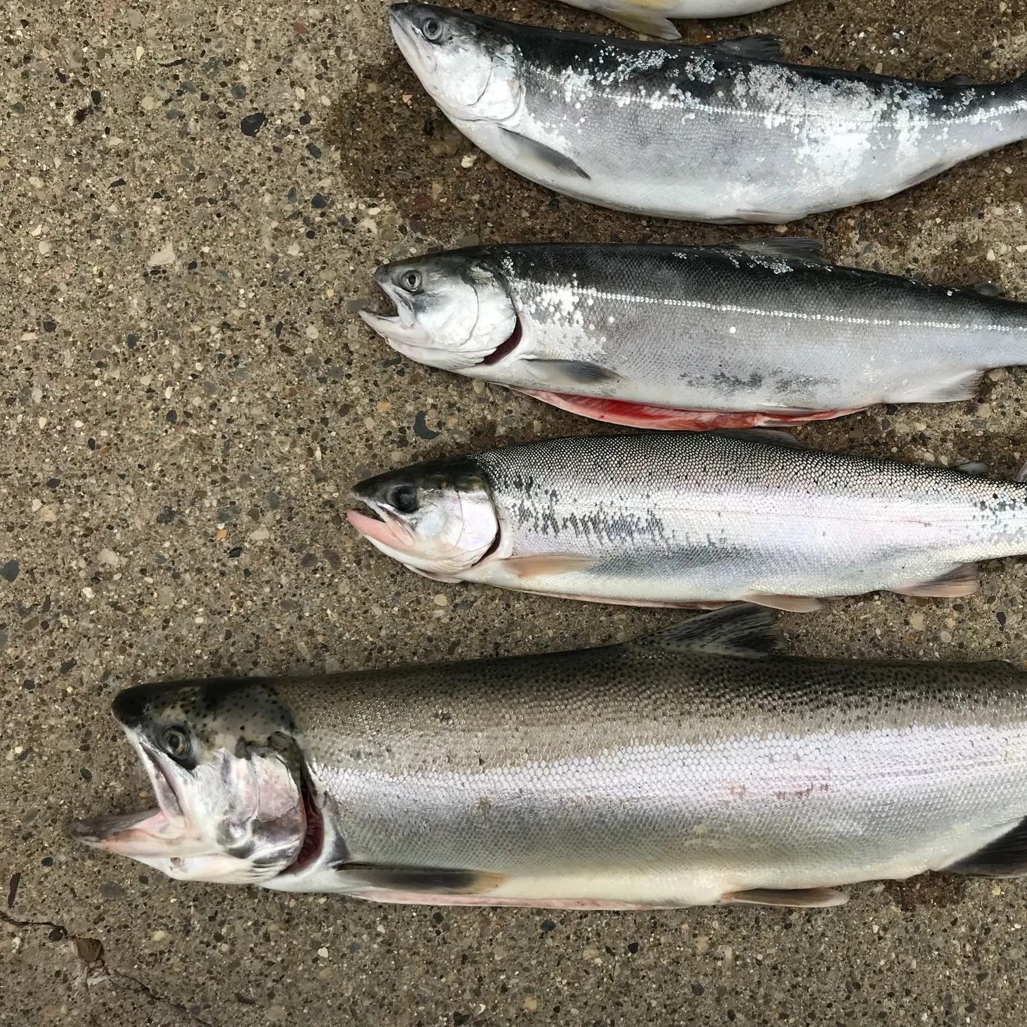 recently logged catches