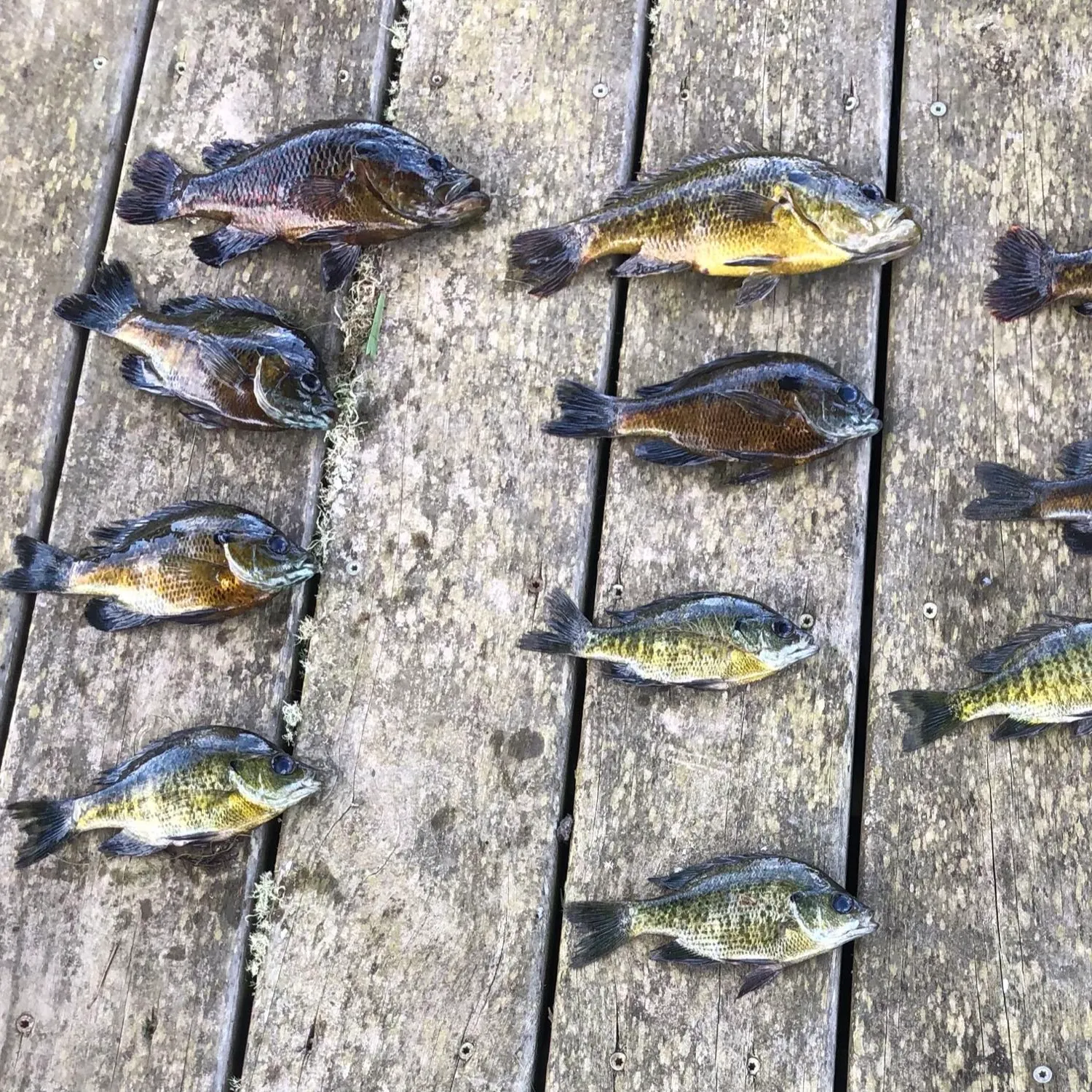 recently logged catches