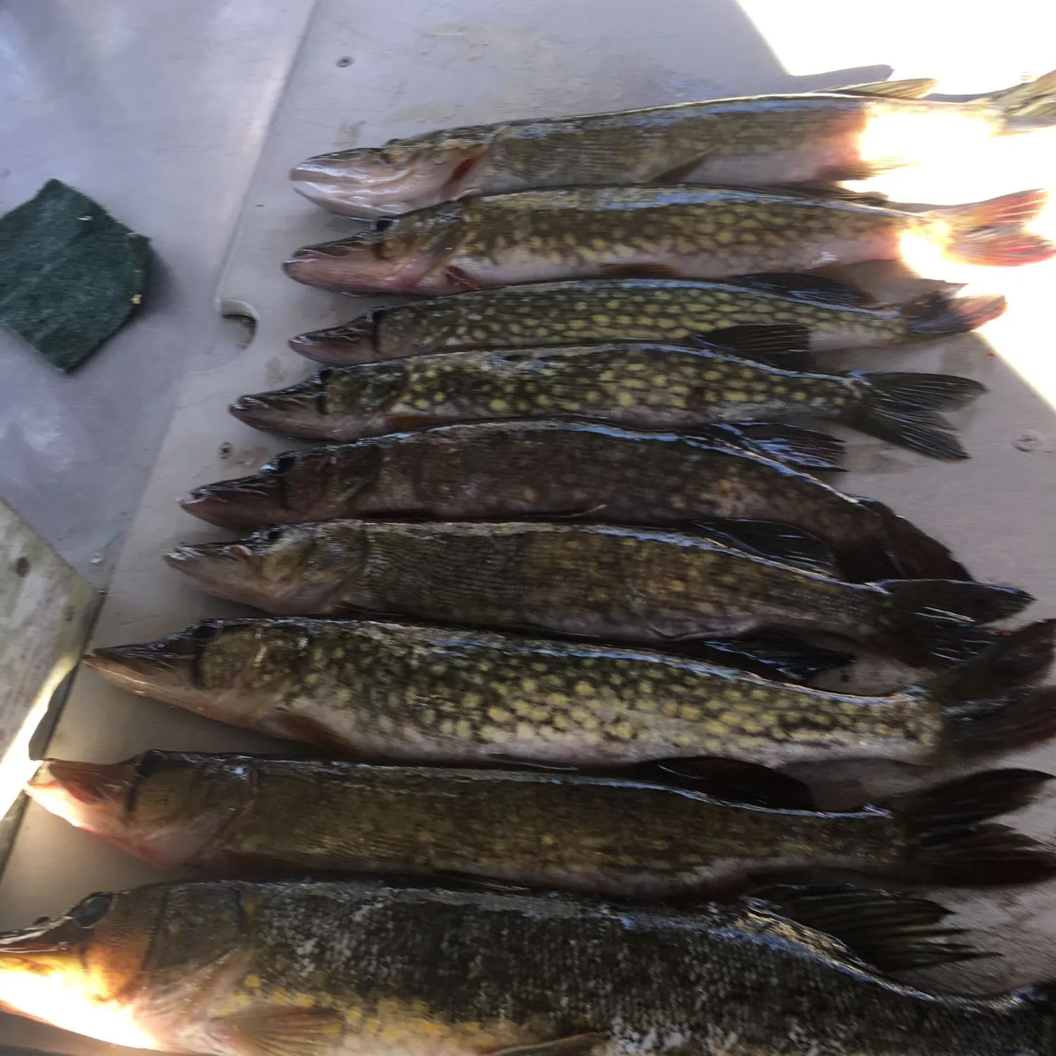 recently logged catches