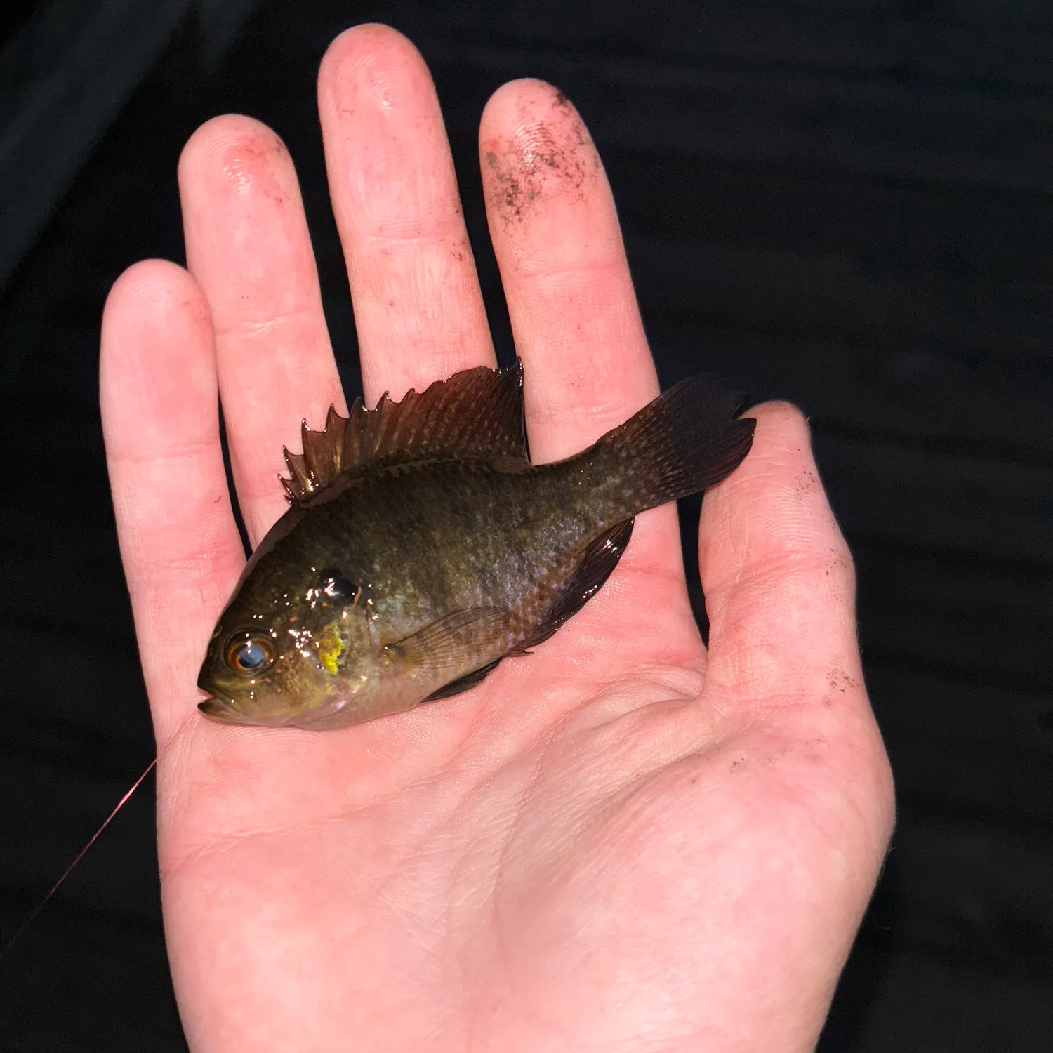 The most popular recent Banded Sunfish catch on Fishbrain