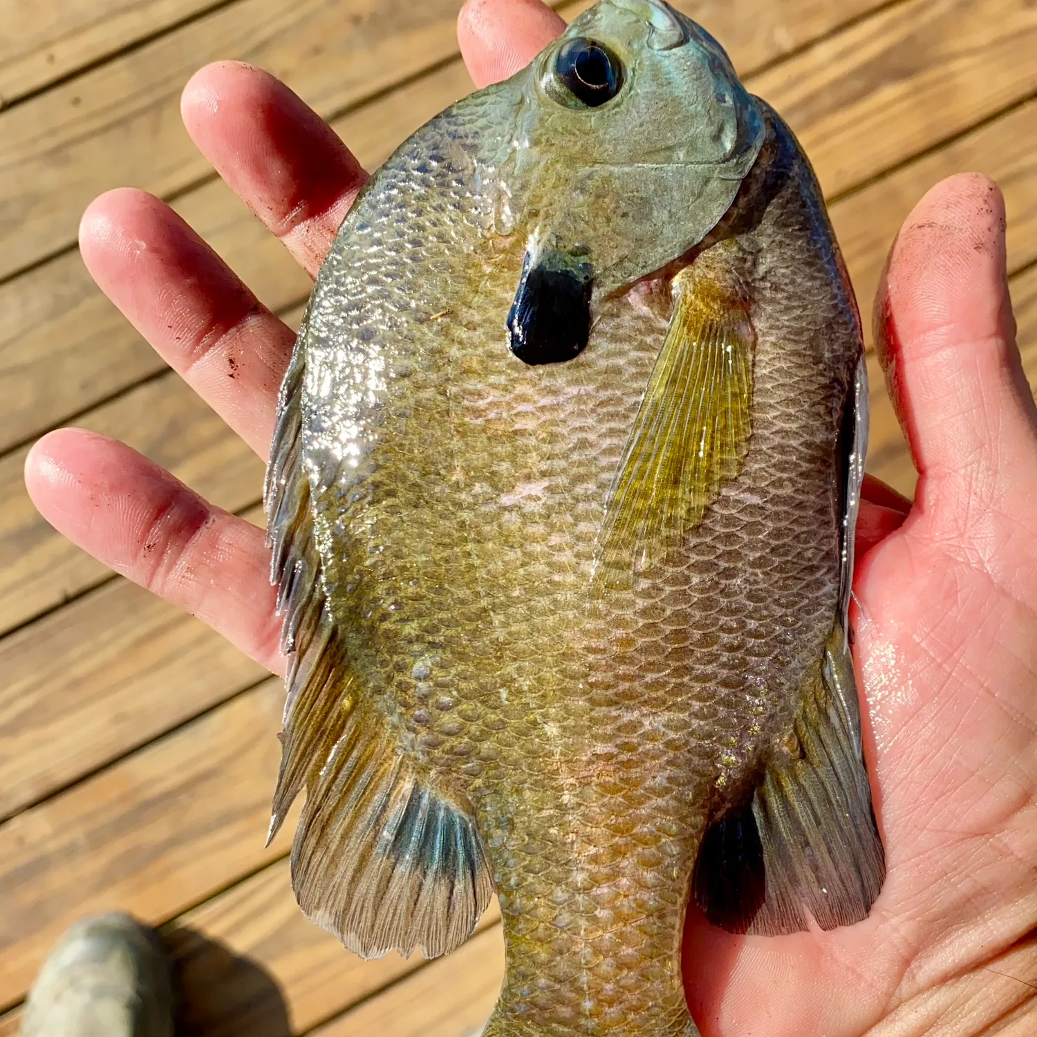 The most popular recent Coppernose bluegill catch on Fishbrain