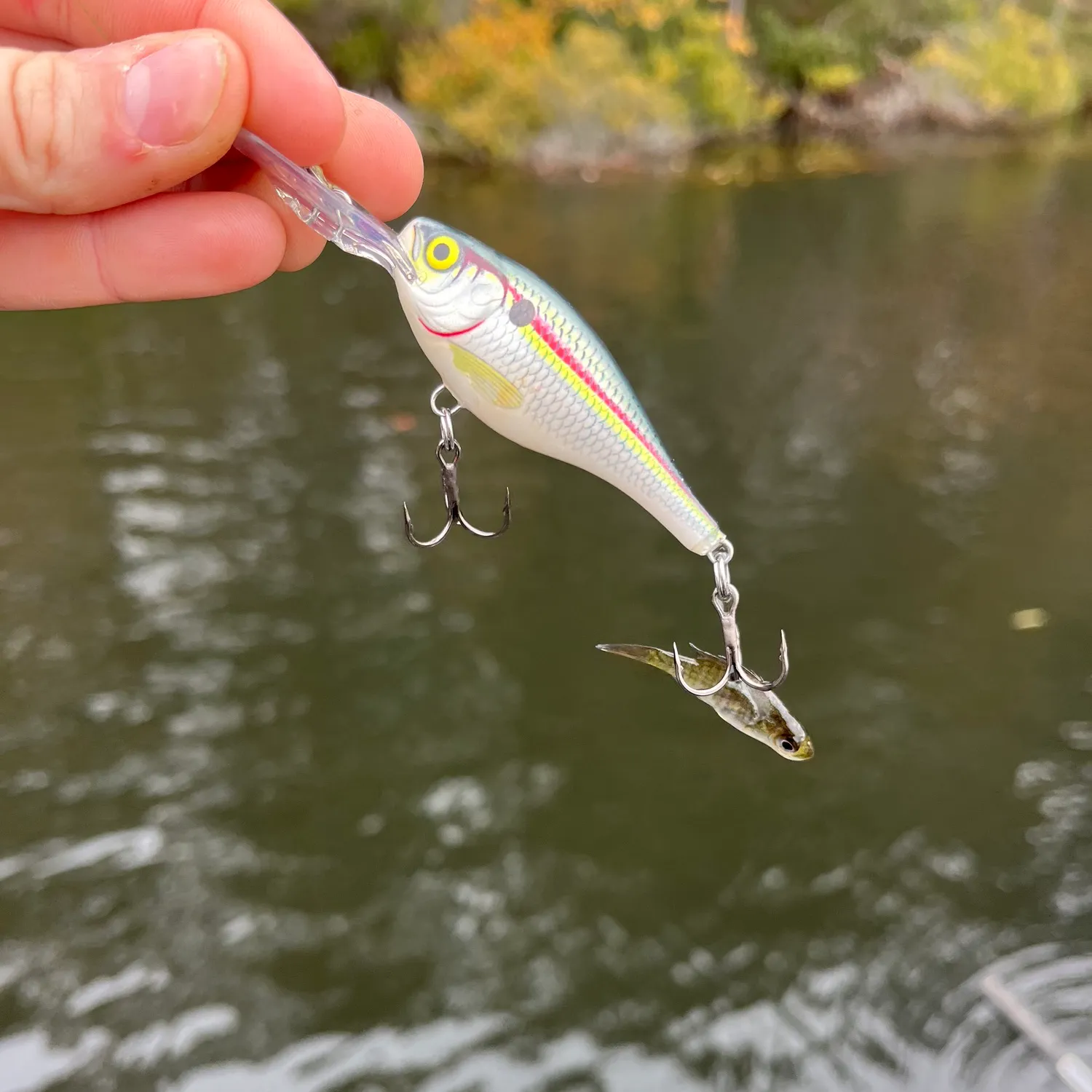 The most popular recent Round Scad catch on Fishbrain