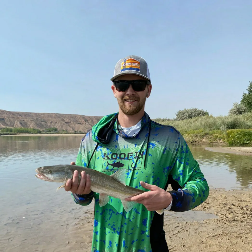 The most popular recent Colorado pikeminnow catch on Fishbrain