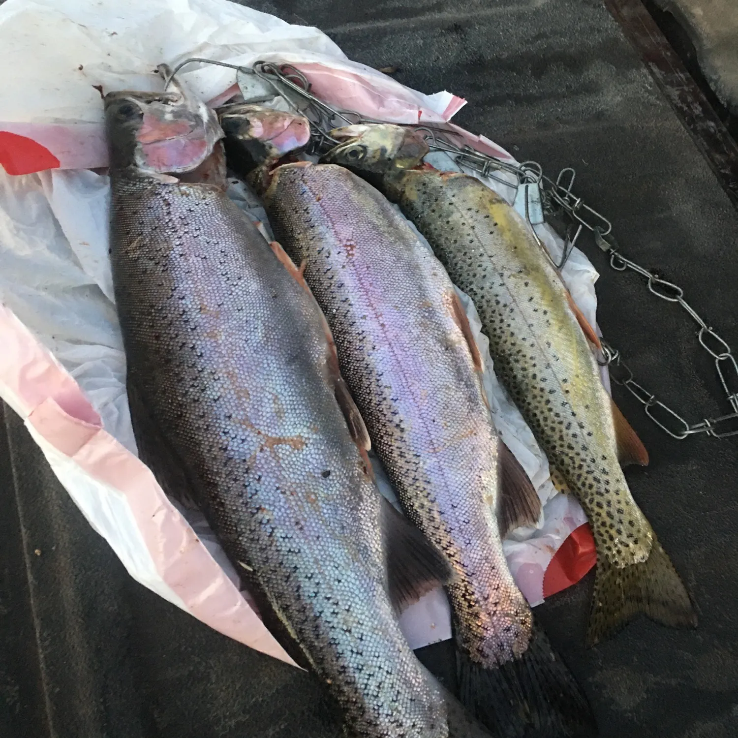 recently logged catches