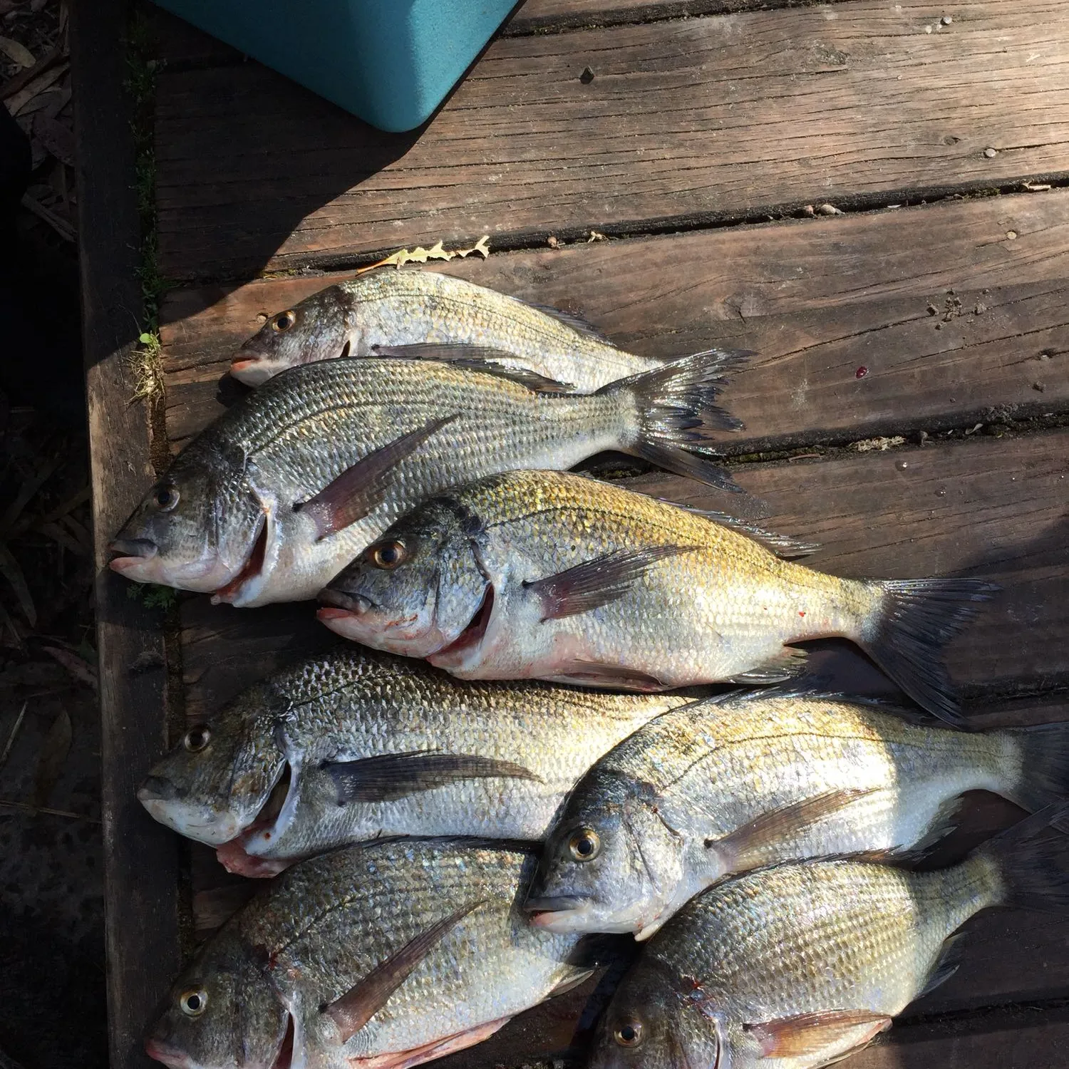 recently logged catches