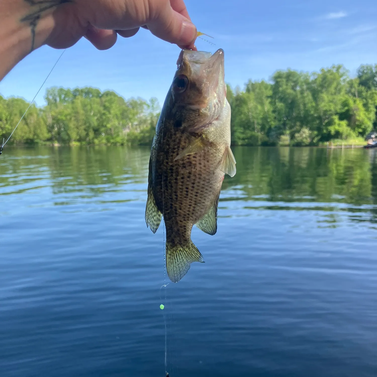 ᐅ Littlefield Lake fishing reports🎣• Mount Pleasant, MI (United States ...