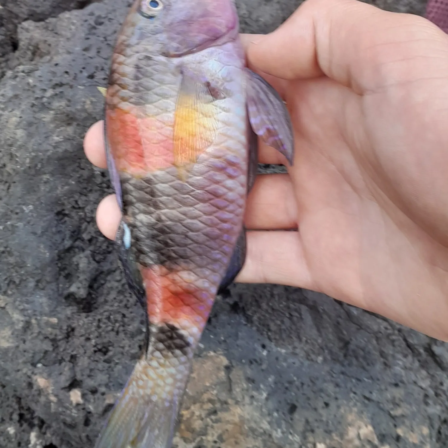 The most popular recent Manybar goatfish catch on Fishbrain