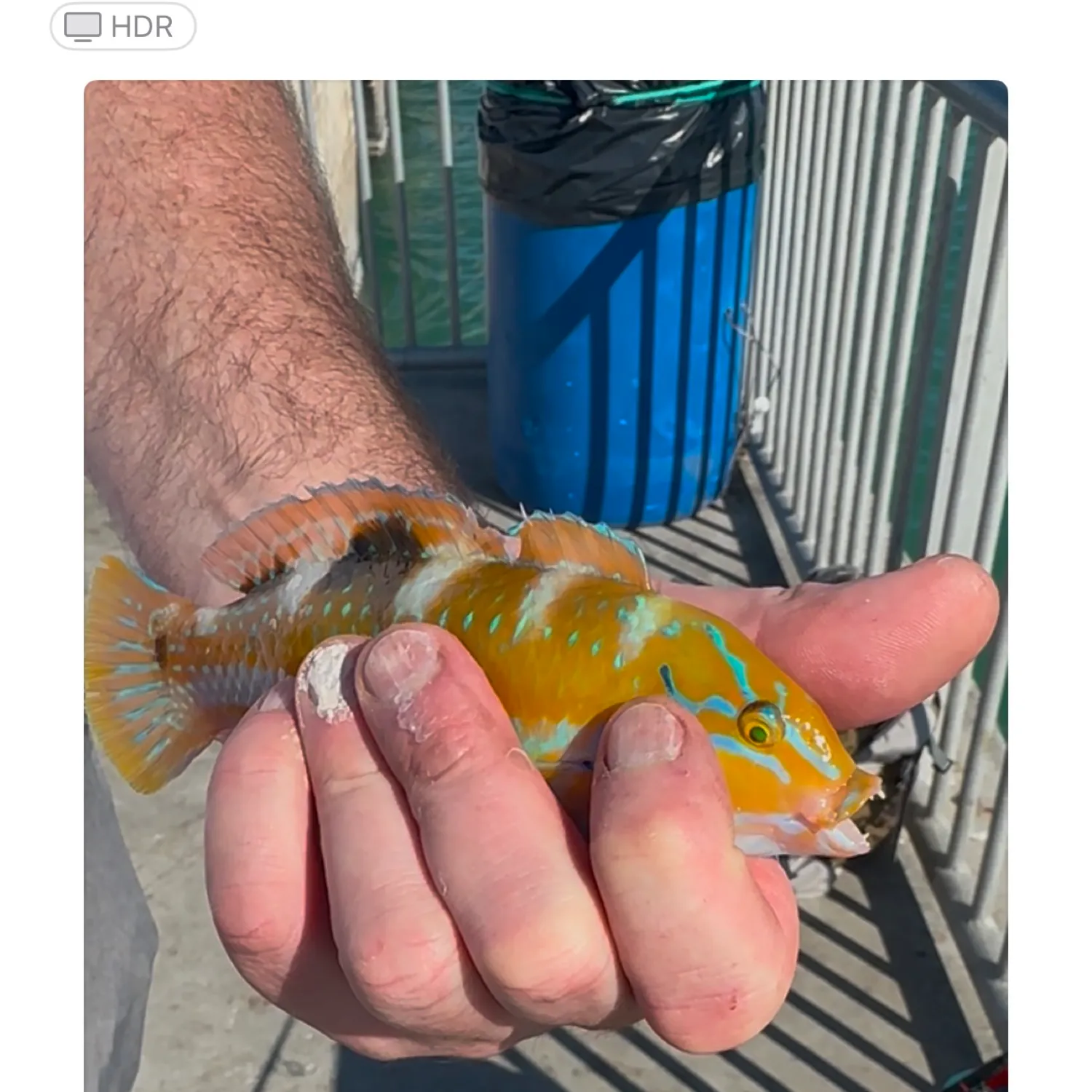 The most popular recent Puddingwife wrasse catch on Fishbrain