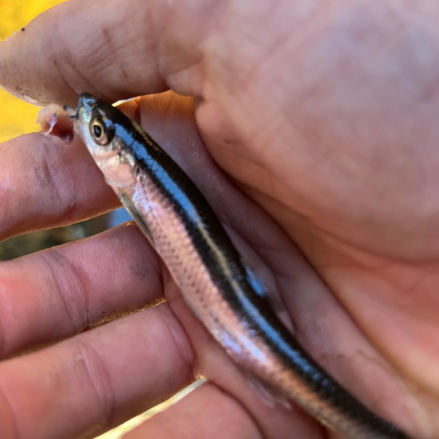 The most popular recent Eastern blacknose dace catch on Fishbrain