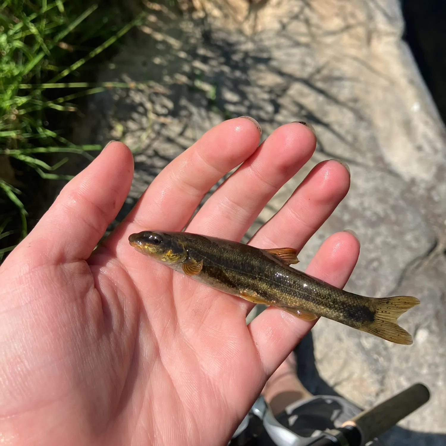 The most popular recent Tyee sucker catch on Fishbrain