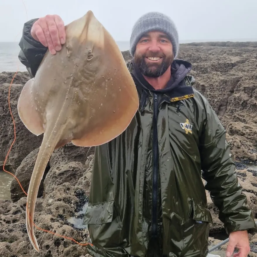 The most popular recent Small-eyed ray catch on Fishbrain