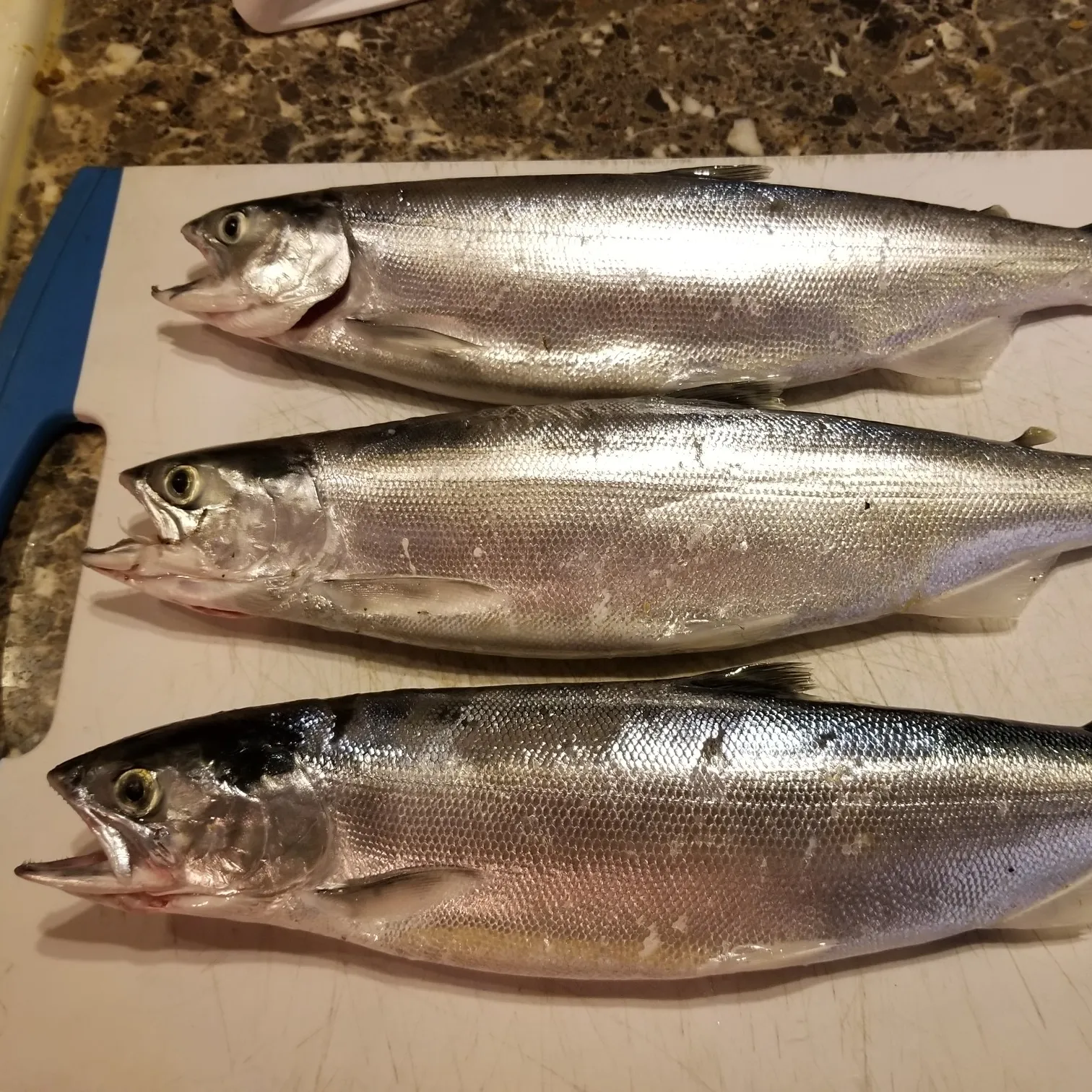 recently logged catches