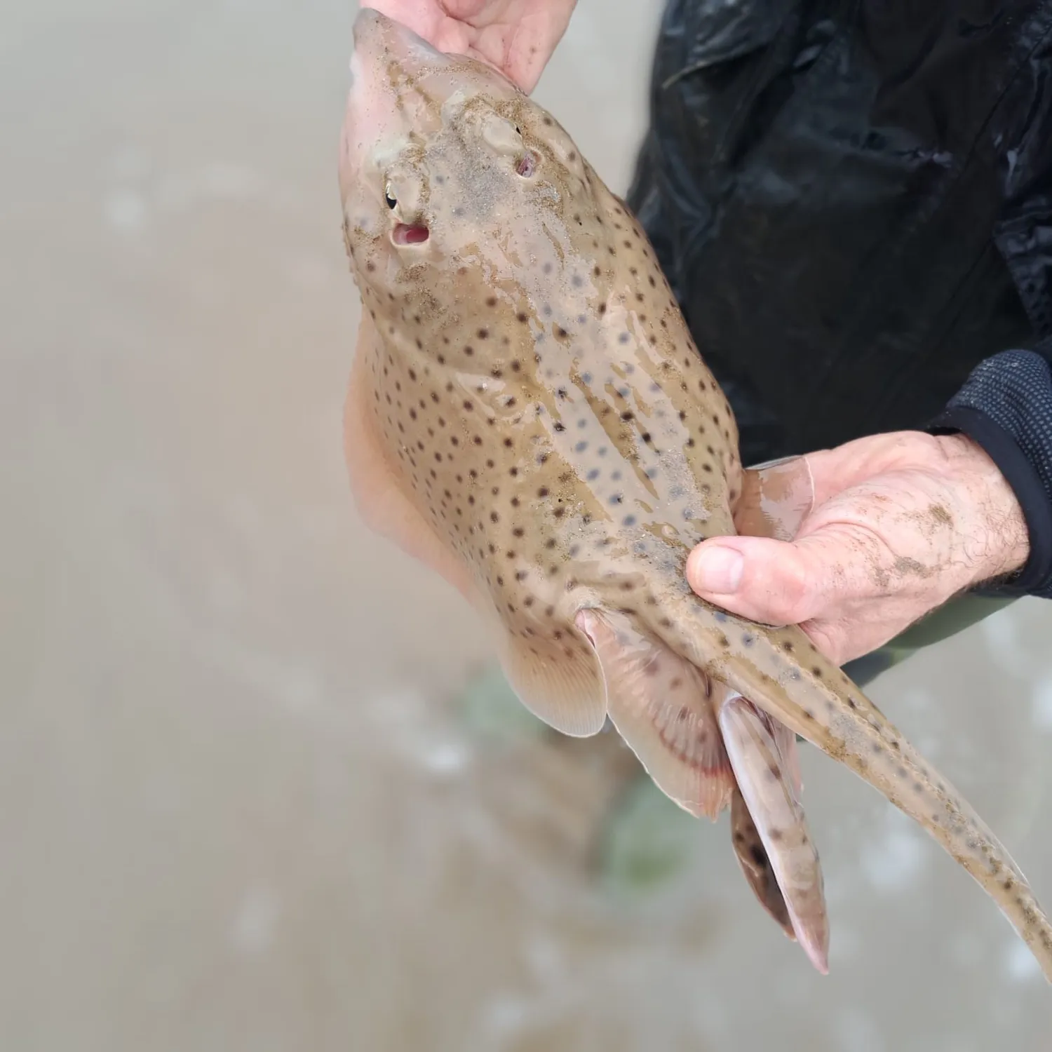 The most popular recent Spotted ray catch on Fishbrain