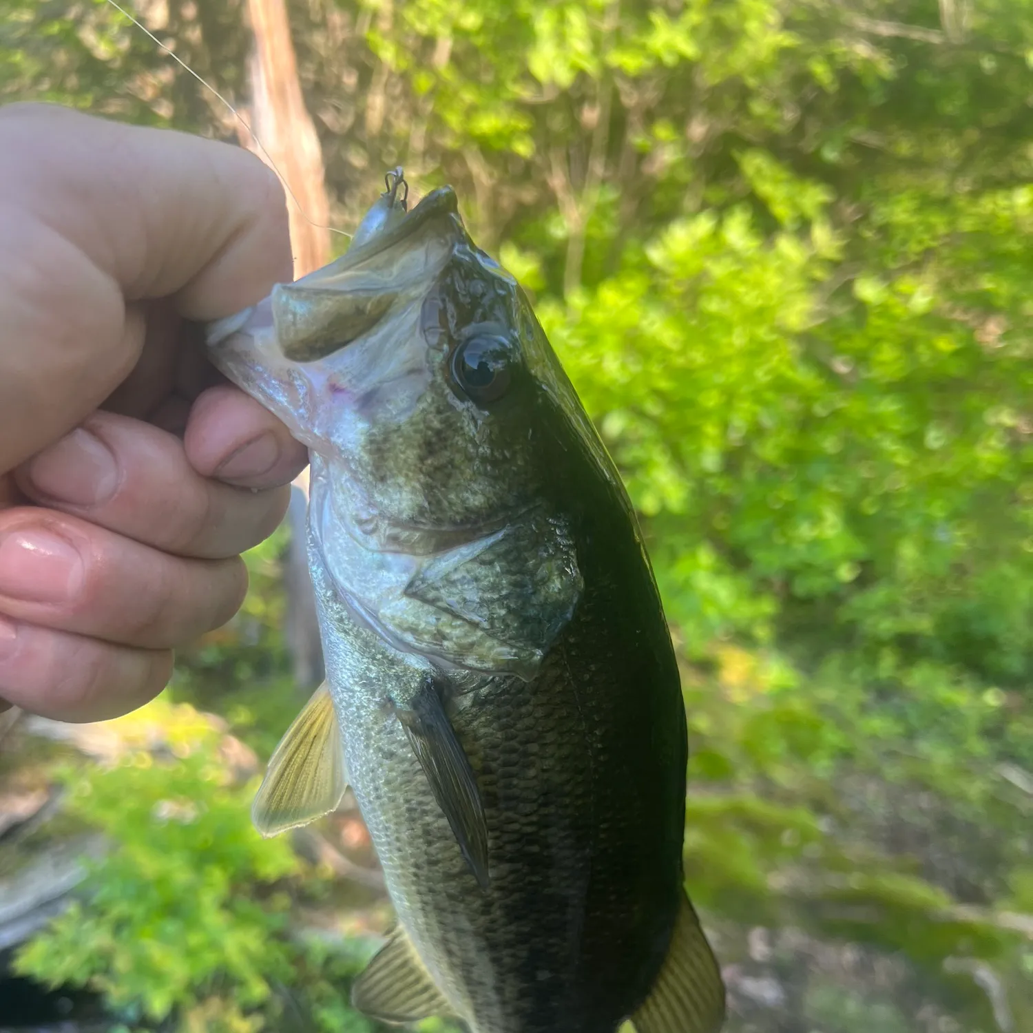 ᐅ Shenipsit Lake fishing reports🎣• Ellington, CT (United States) fishing