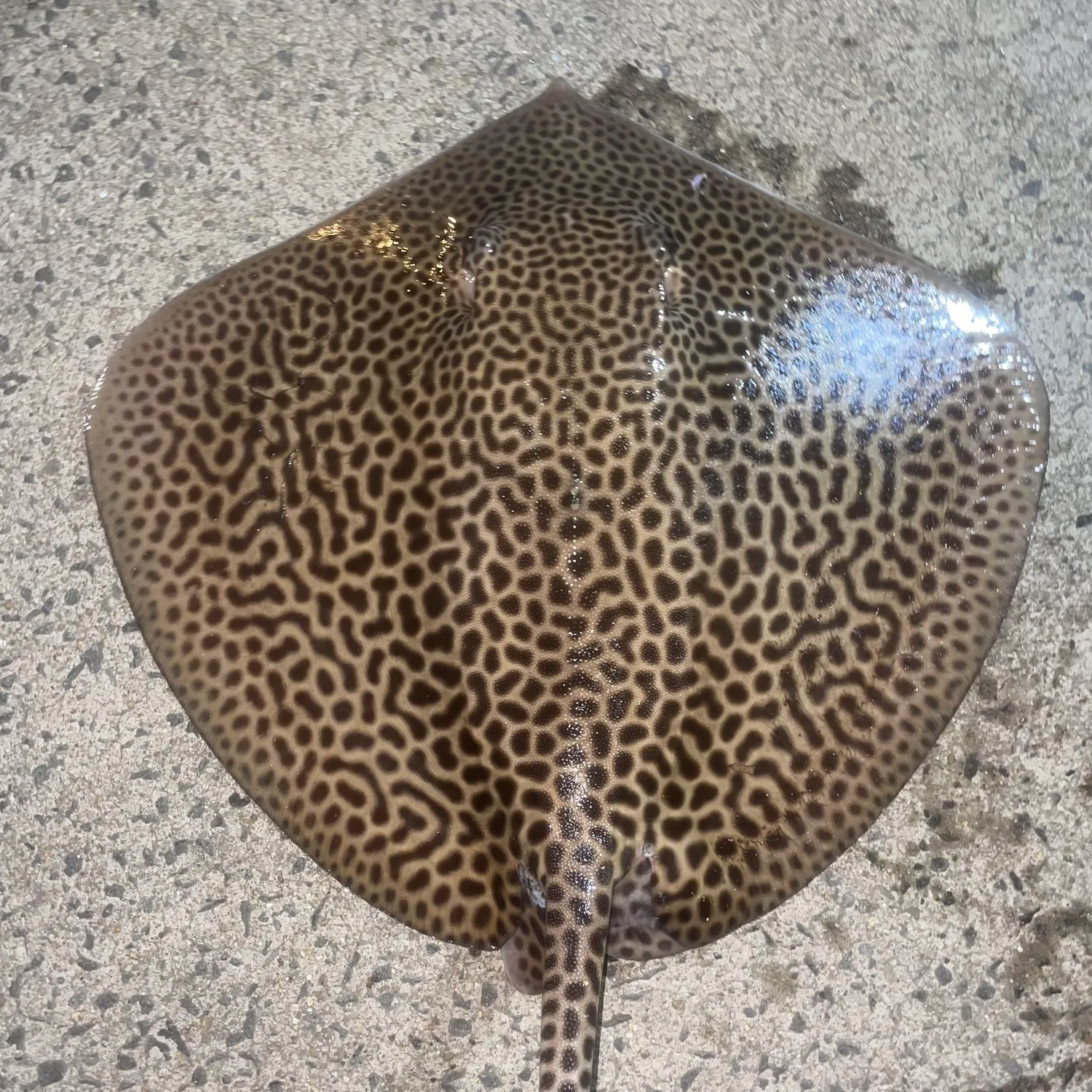 The most popular recent Honeycomb stingray catch on Fishbrain