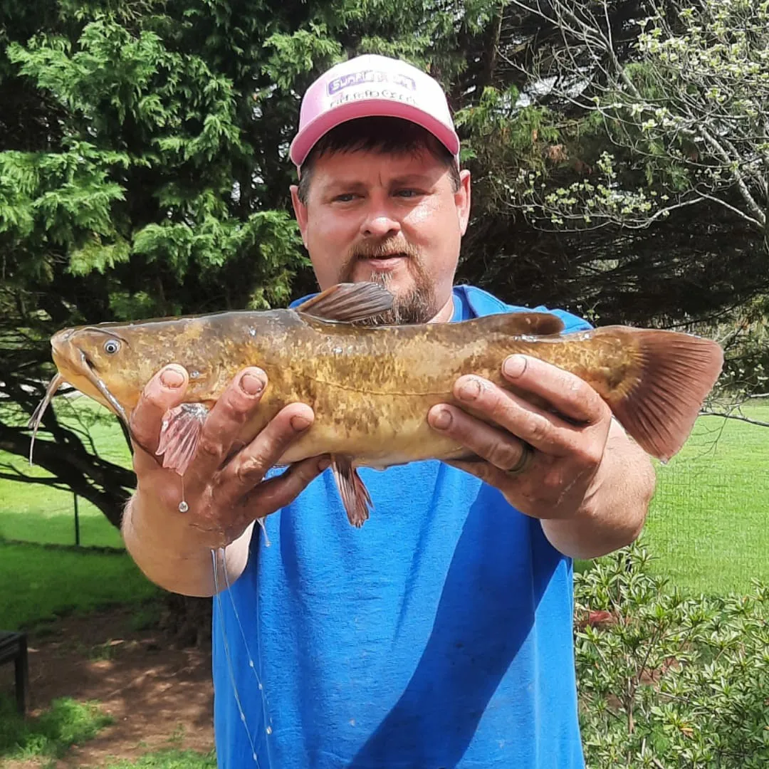 The most popular recent Brown bullhead catch on Fishbrain