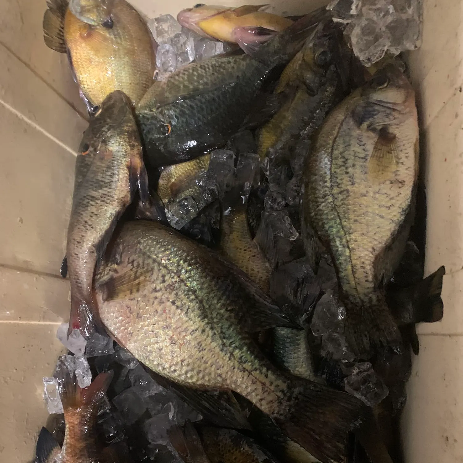 recently logged catches