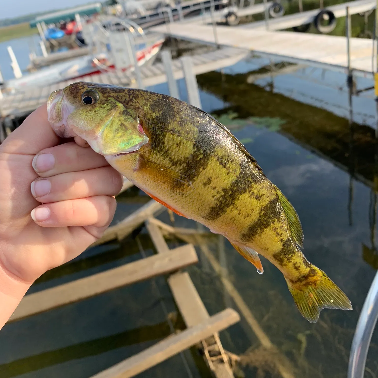 ᐅ Lake fishing reports🎣• Bemidji, MN (United States) fishing