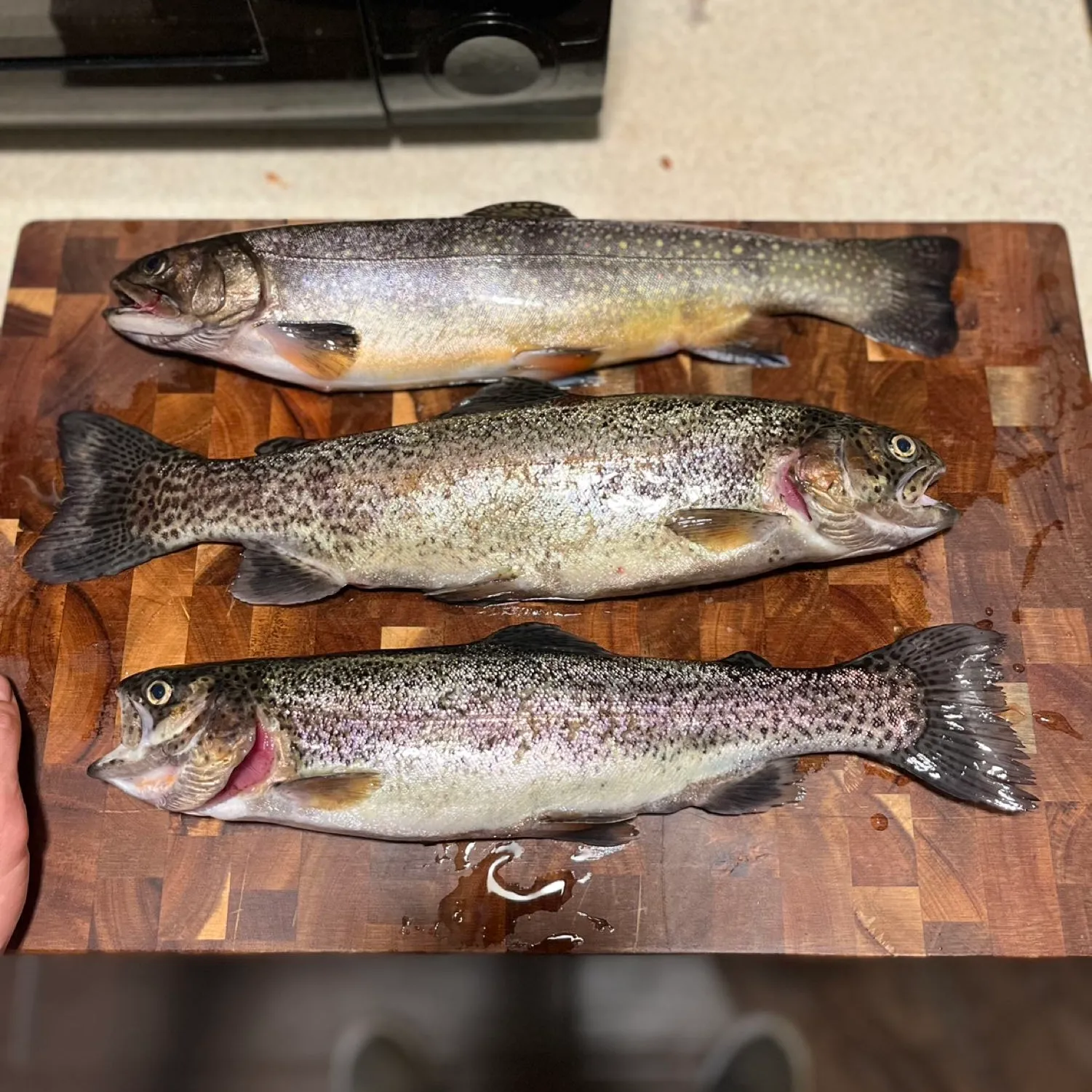 recently logged catches