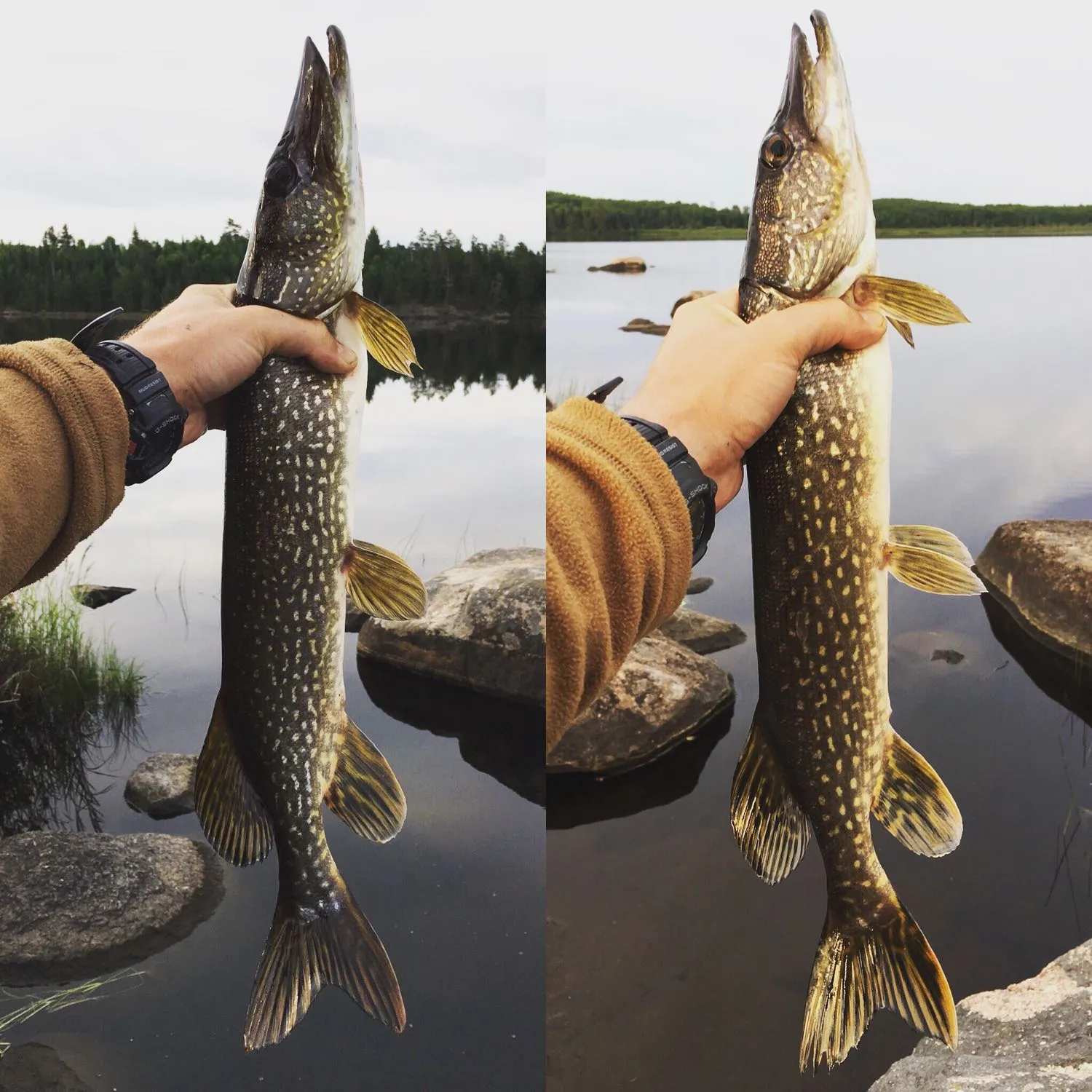 recently logged catches