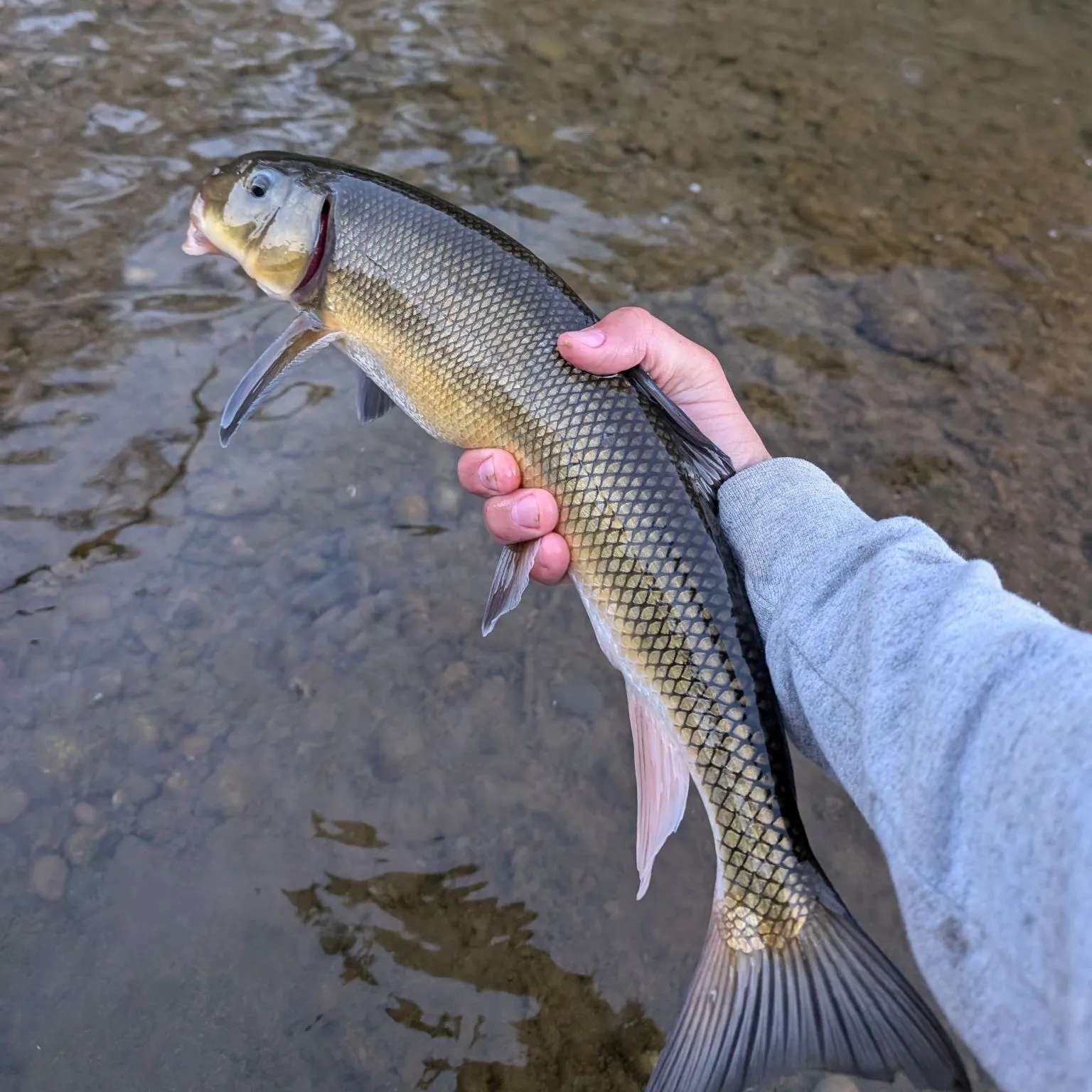 The most popular recent Largescale sucker catch on Fishbrain