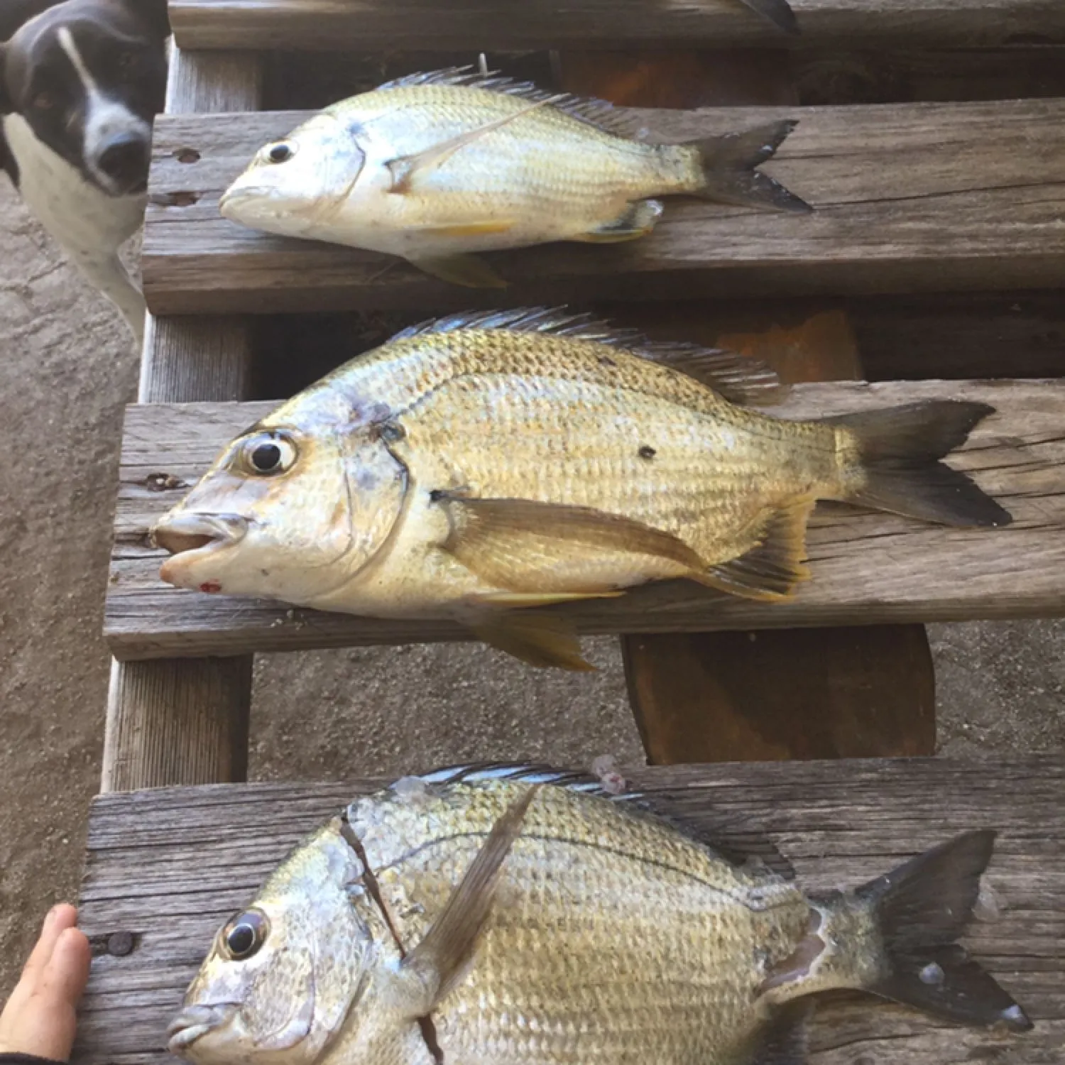 recently logged catches