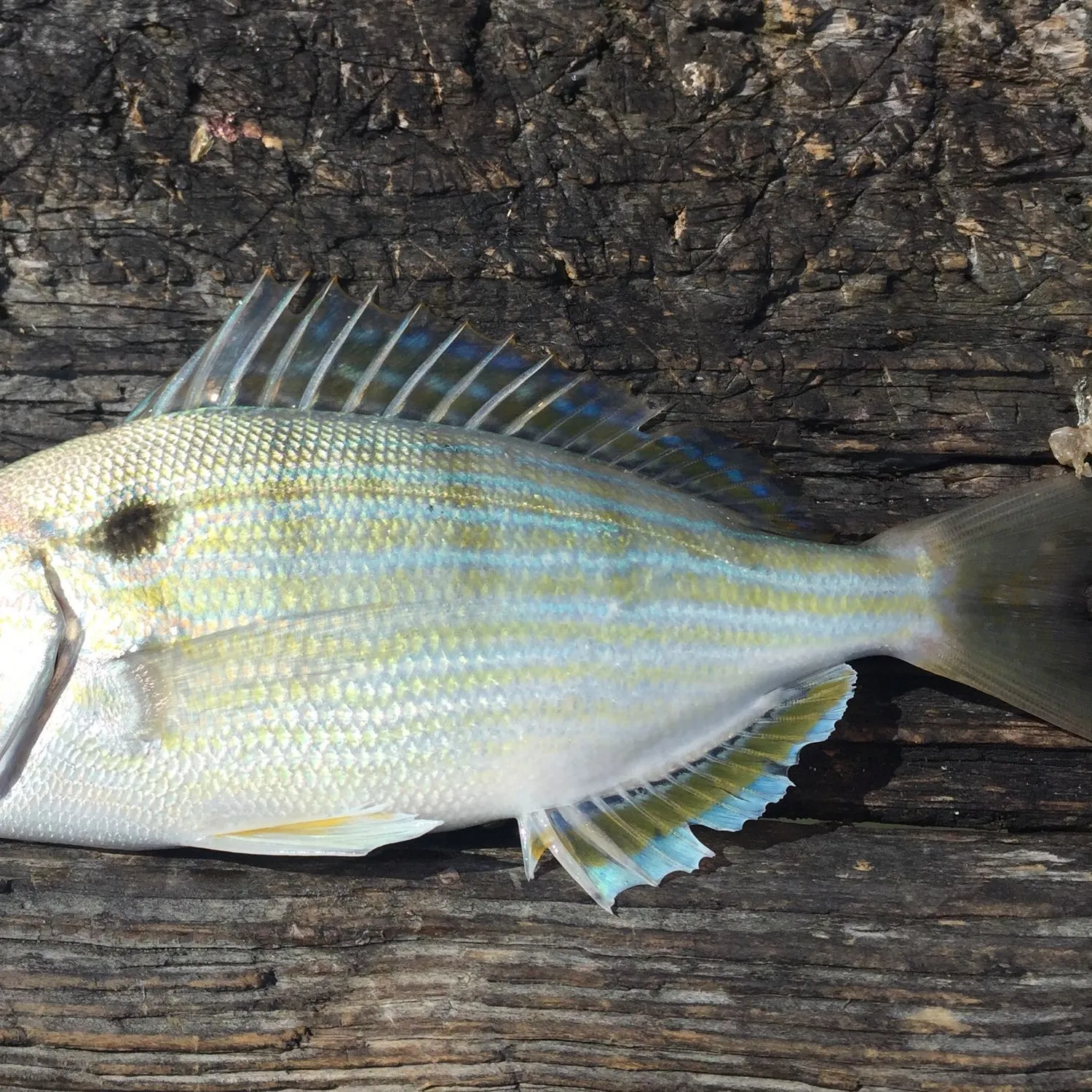 The most popular recent Pinfish catch on Fishbrain