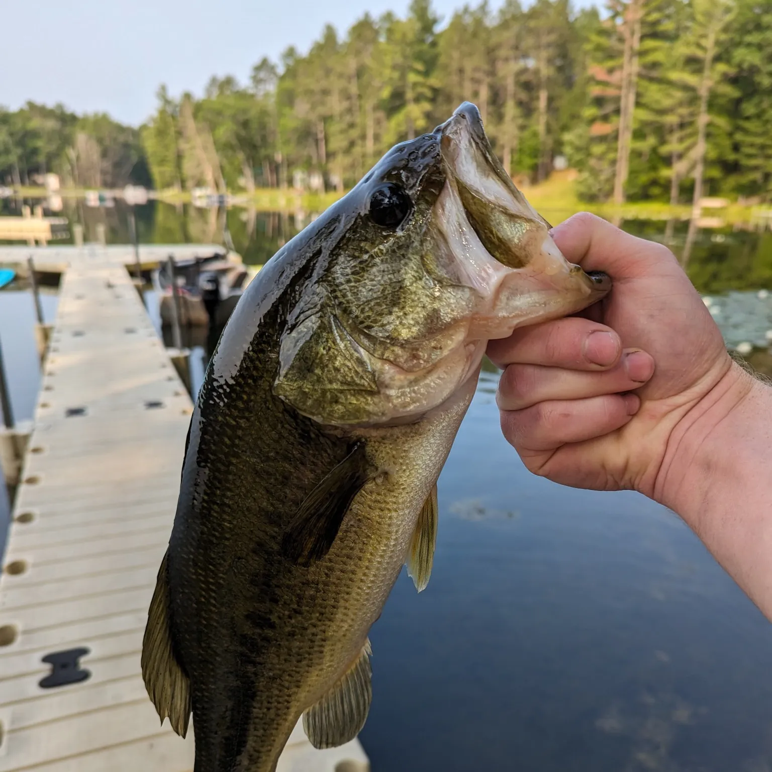 ᐅ Little Wolf Lake fishing reports🎣• MI, United States fishing