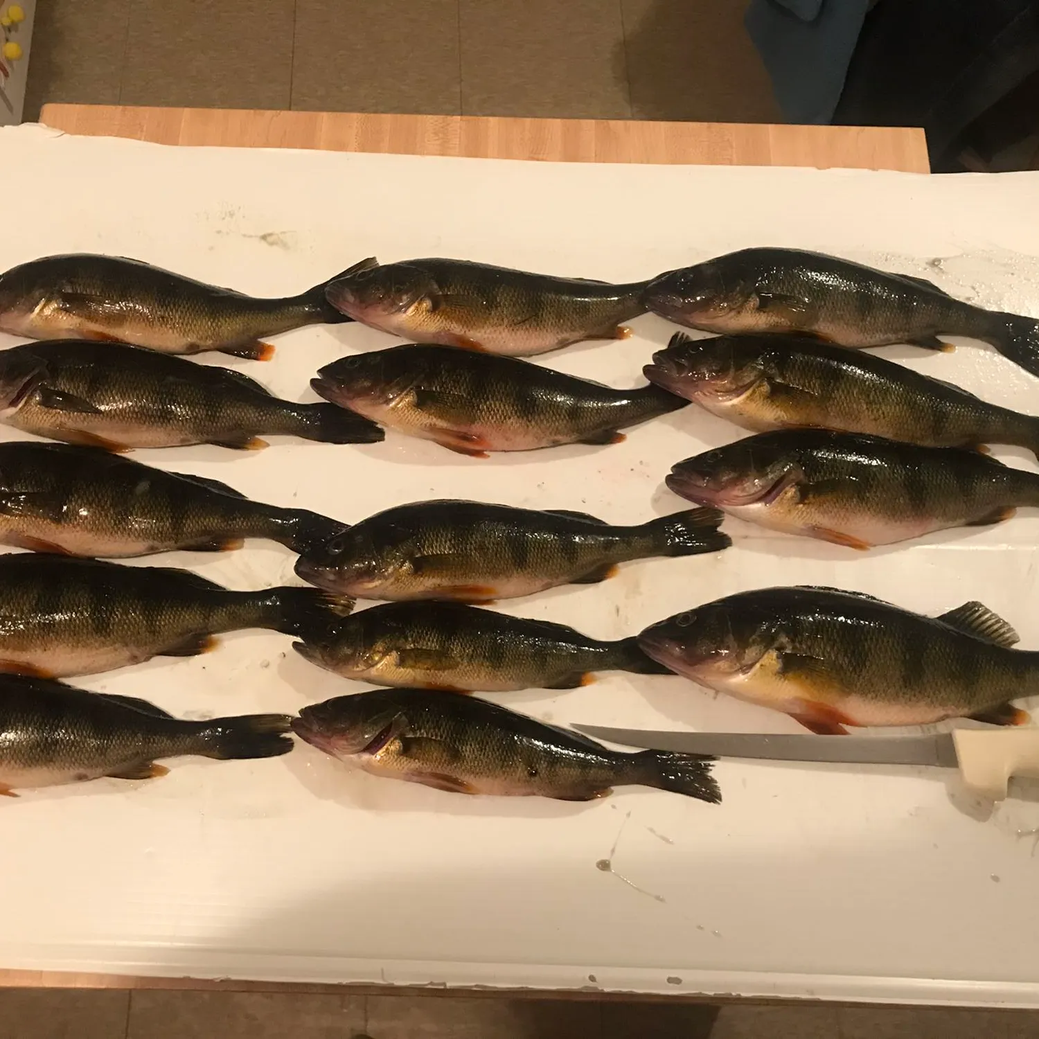 recently logged catches