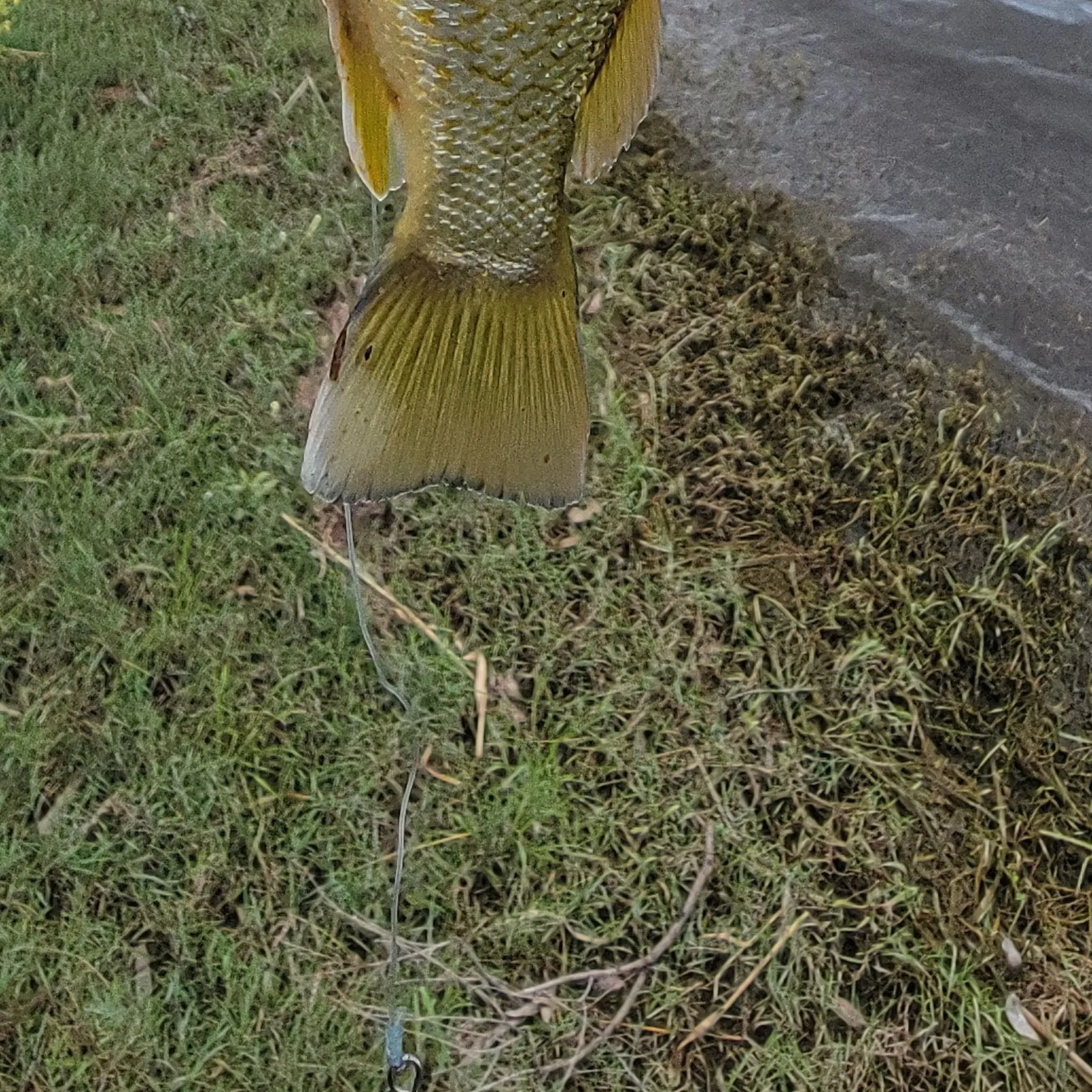 The most popular recent Spangled perch catch on Fishbrain